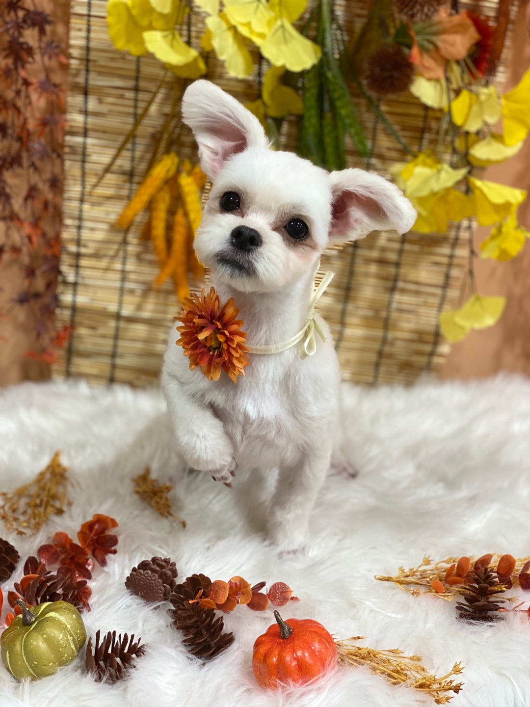 아자(현샤넬) 입양 한달후 소식