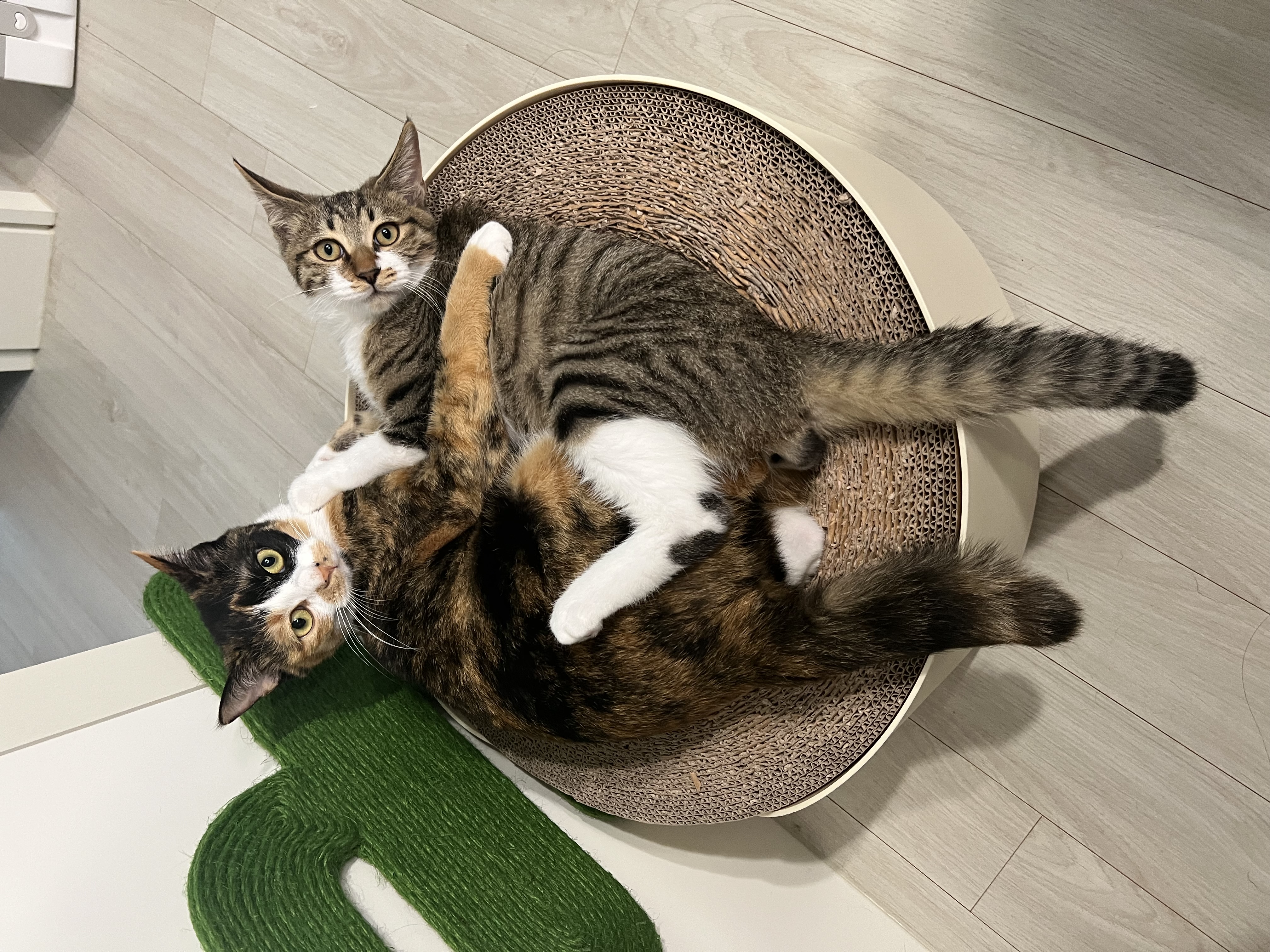 타바사(구:트윙클) 근황입니다~♡