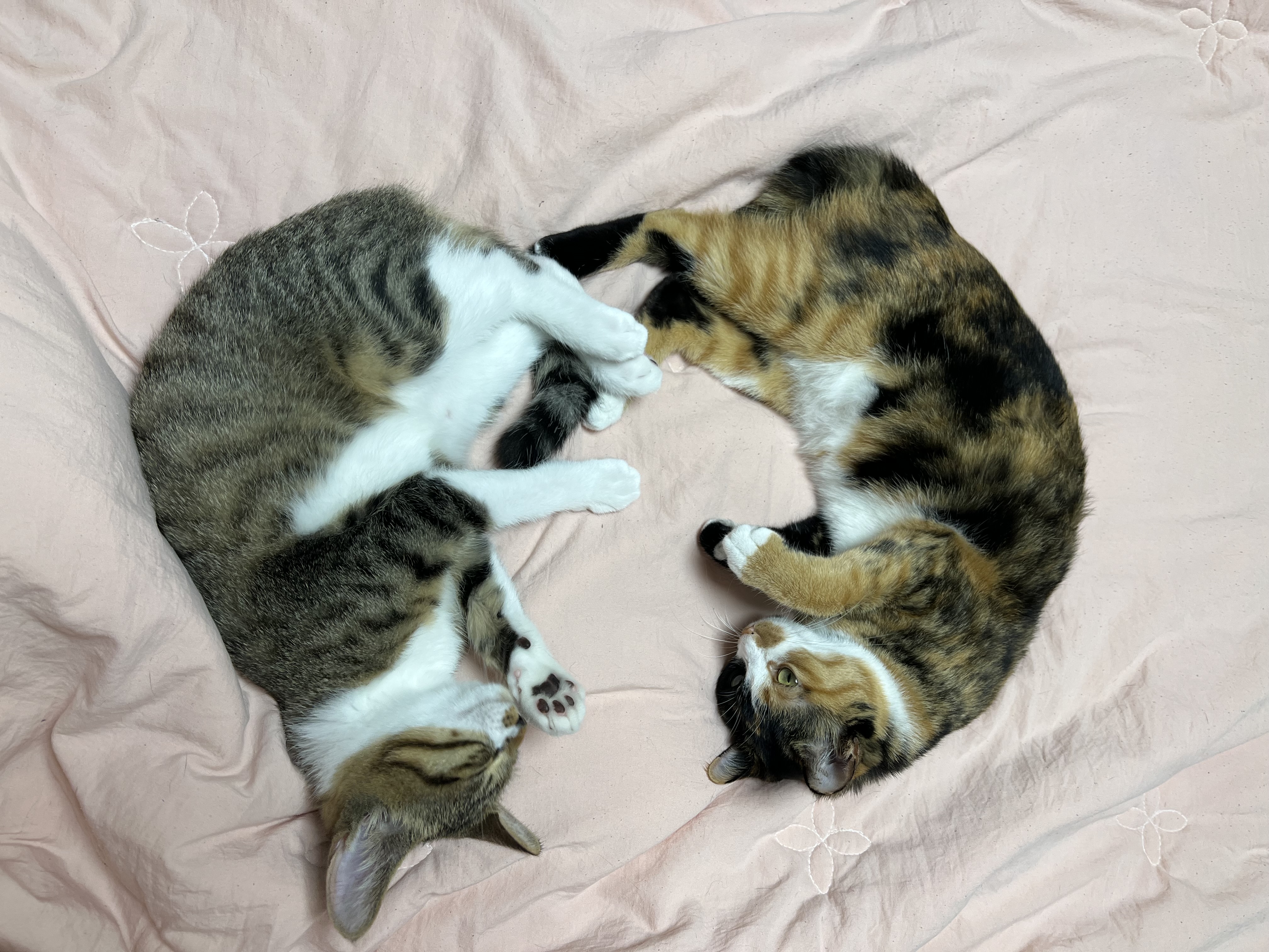 타바사(구:트윙클) 근황입니다~♡