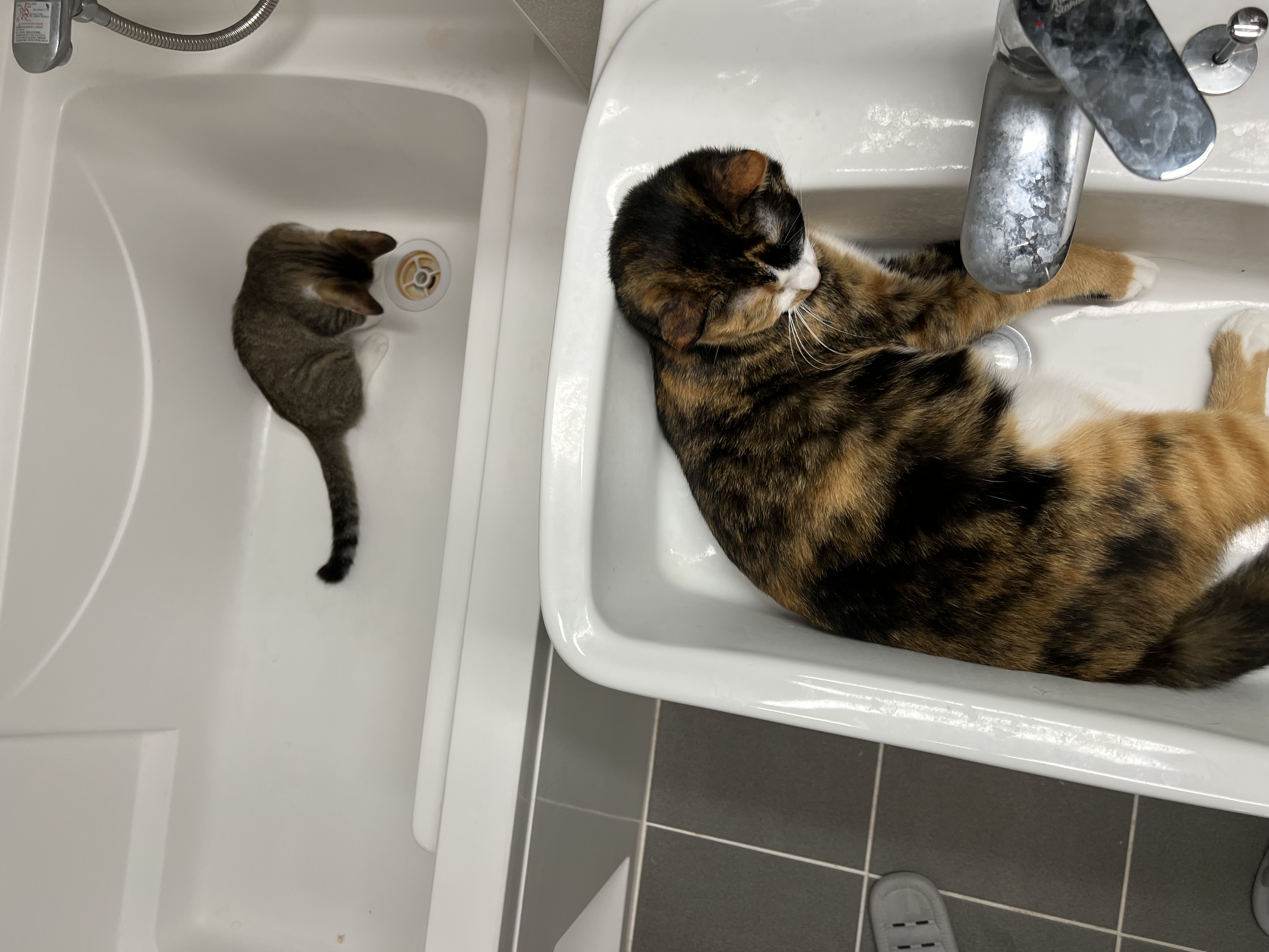 타바사(구:트윙클) 근황입니다~♡