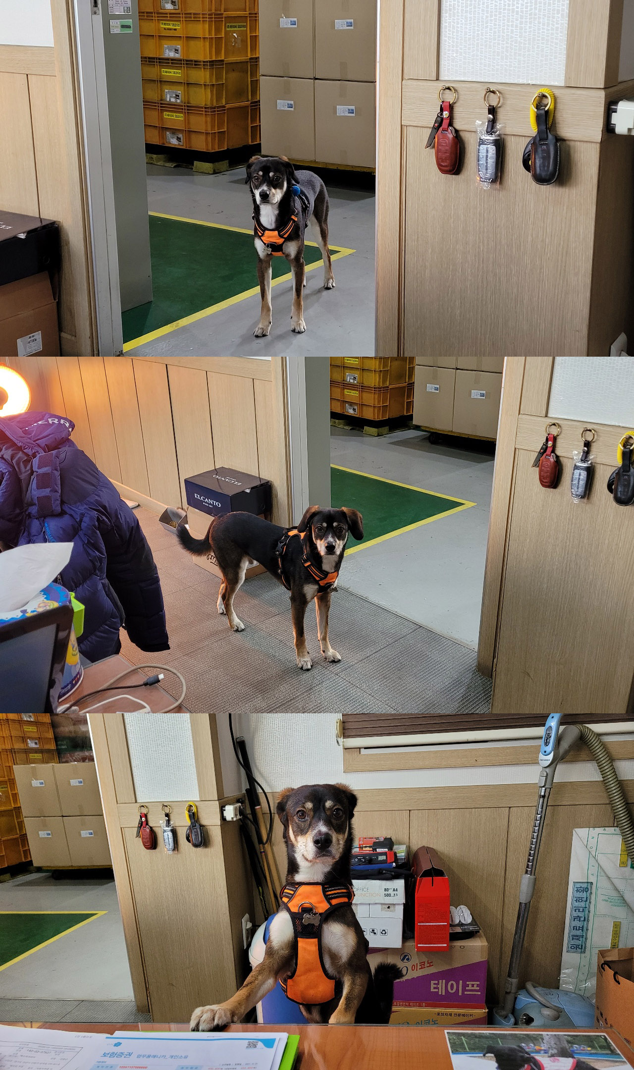 구 멍돌 현 까미 집개 라이프 2년차