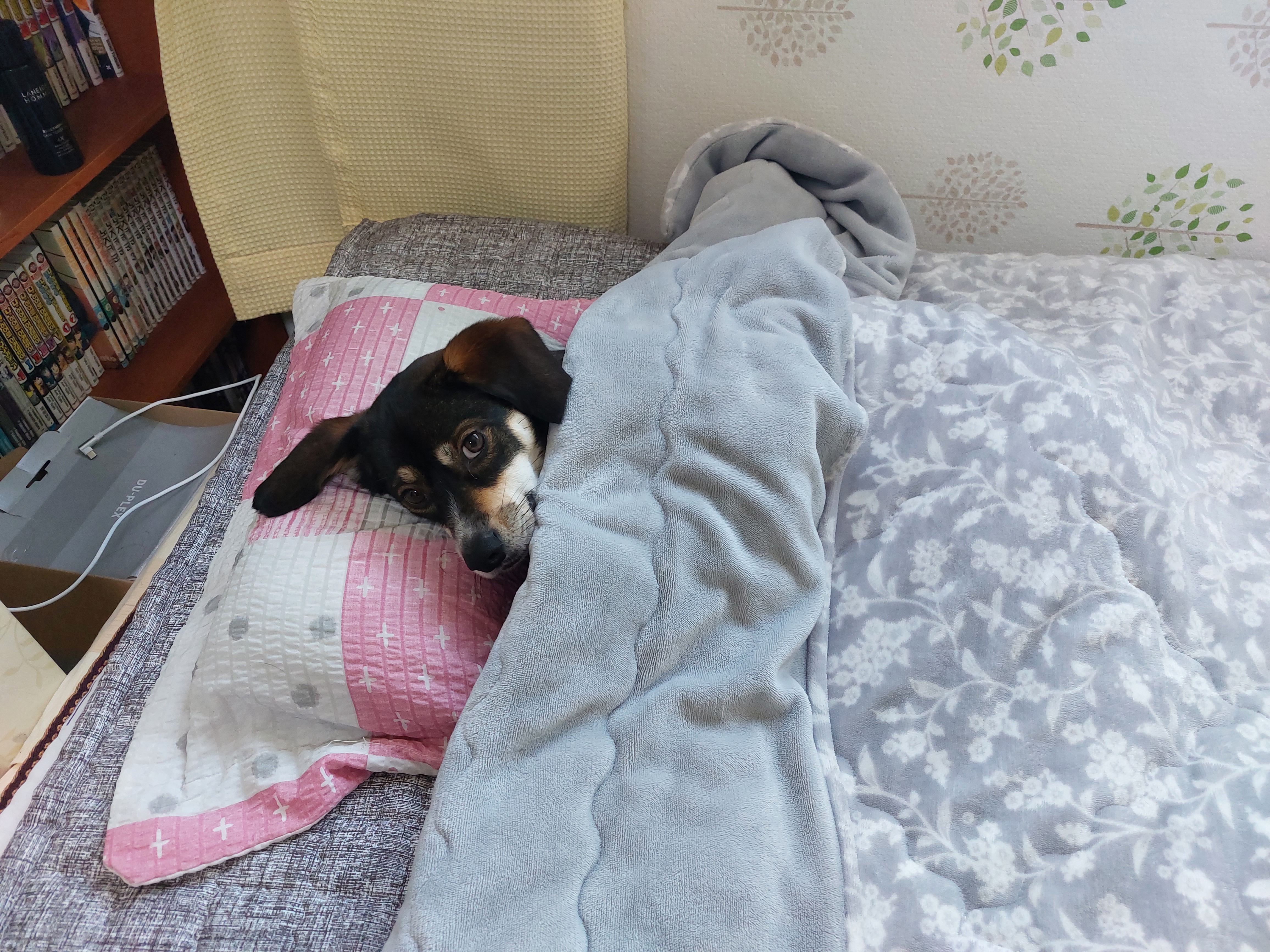 구 멍돌 현 까미 집개 라이프 2년차