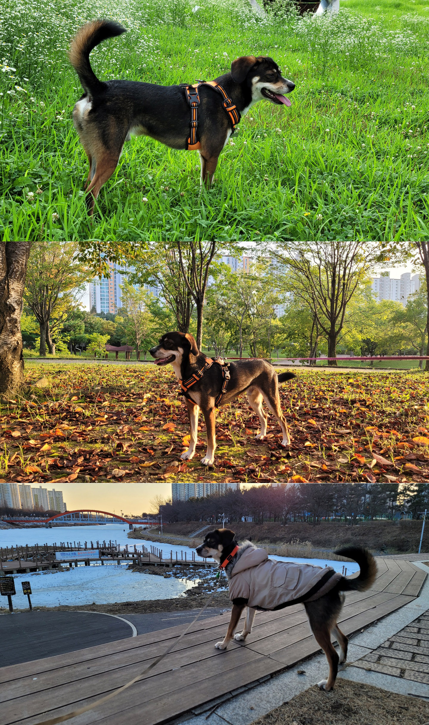 구 멍돌 현 까미 집개 라이프 2년차