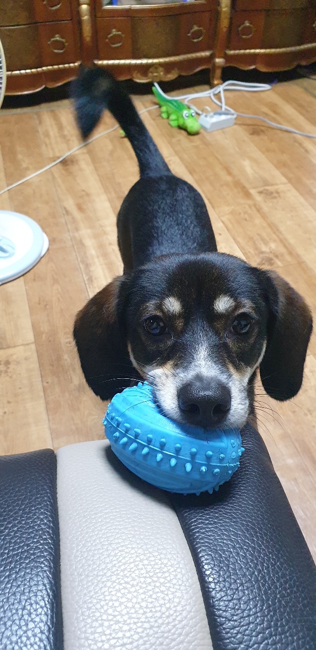 구 멍돌 현 까미 집개 라이프 2년차