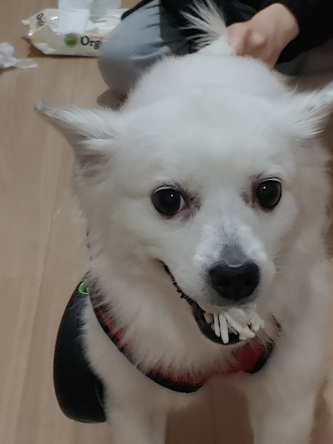 치즈 잘 지내고 있습니다~~(입양 5년차)