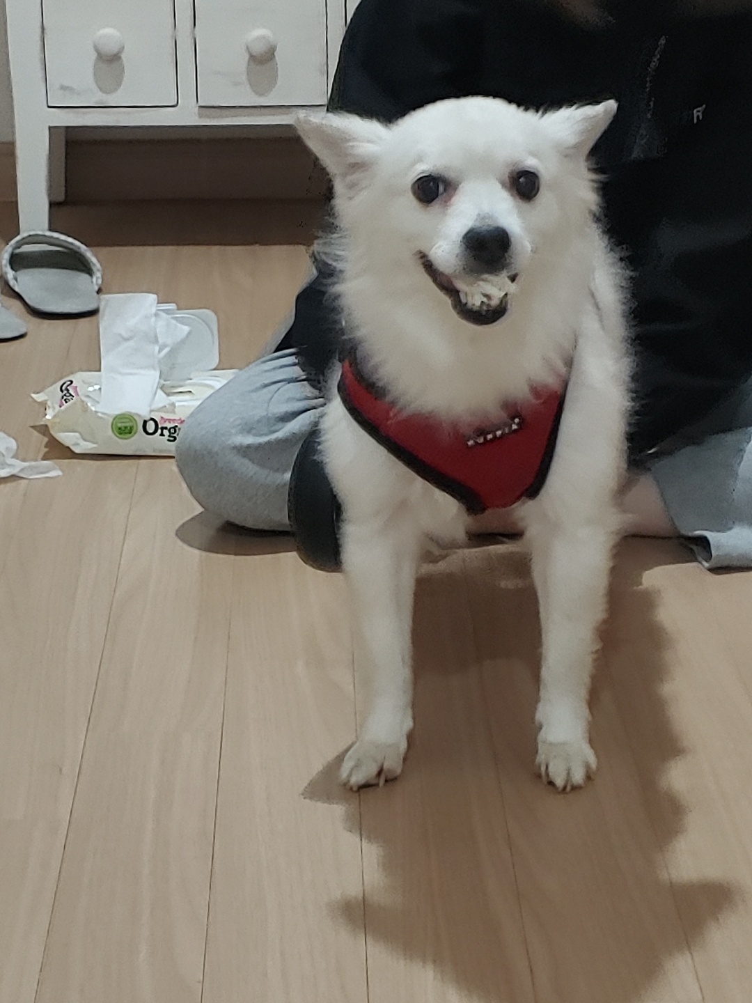 치즈 잘 지내고 있습니다~~(입양 5년차)