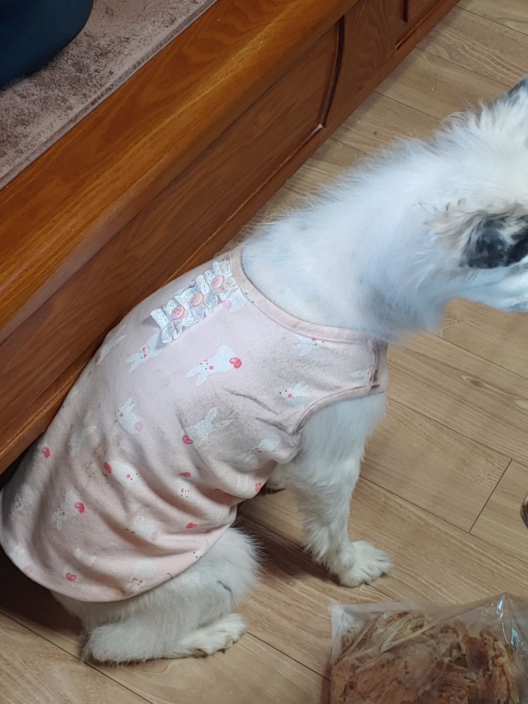 치즈 잘 지내고 있습니다~~(입양 5년차)