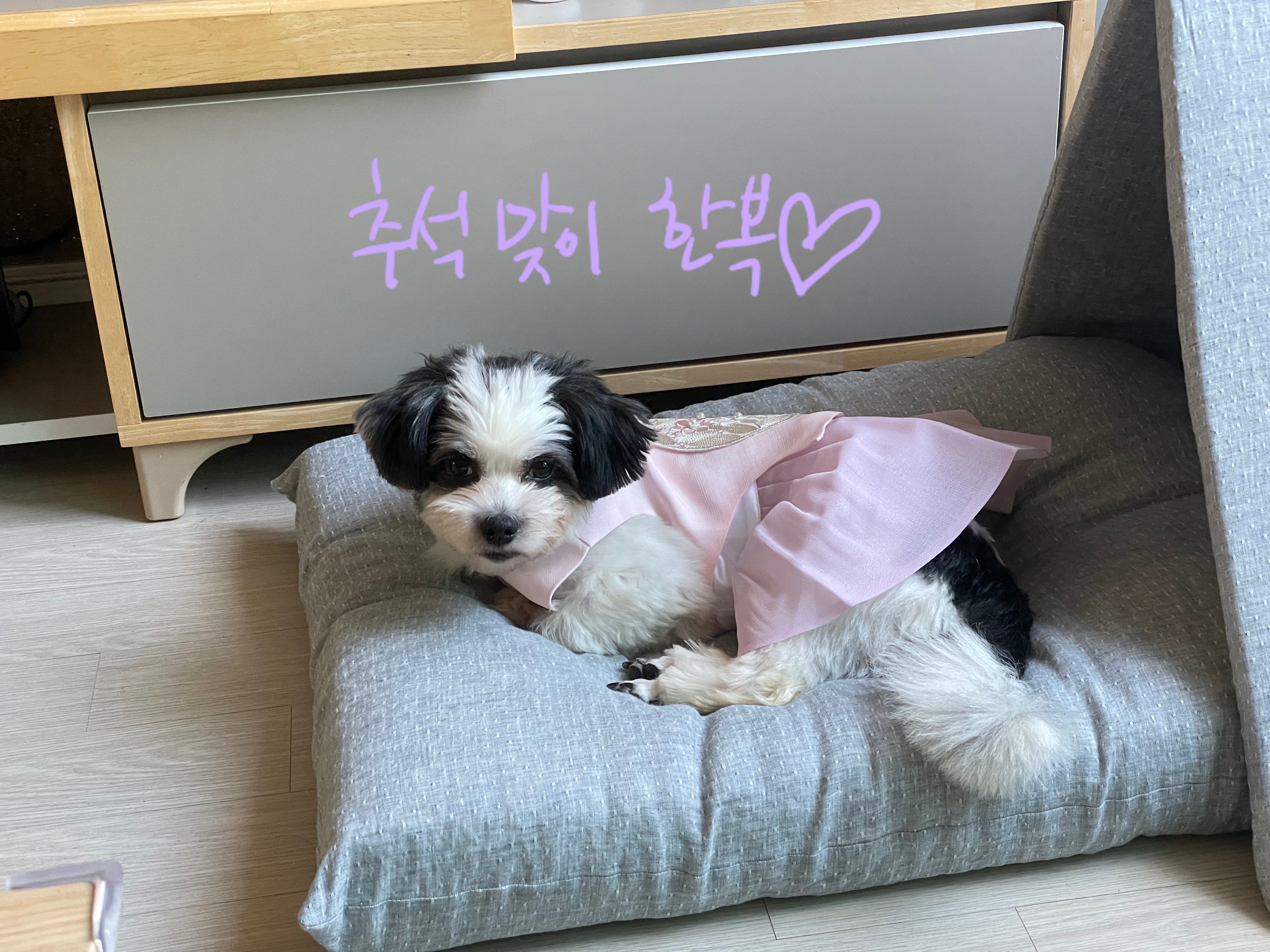 저희 집 영애님 샬롯(포아)의 한달 후기 입니다