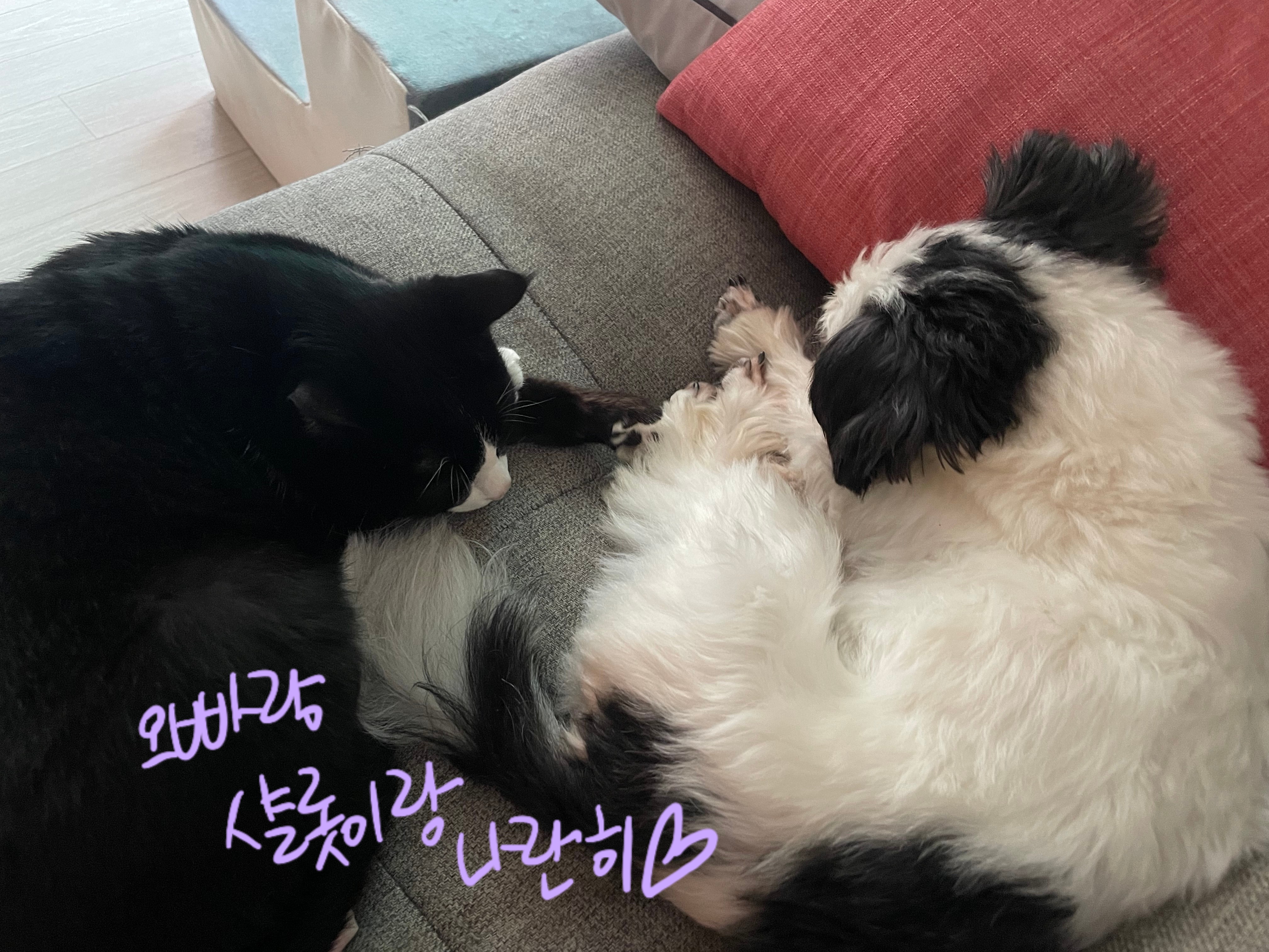 저희 집 영애님 샬롯(포아)의 한달 후기 입니다