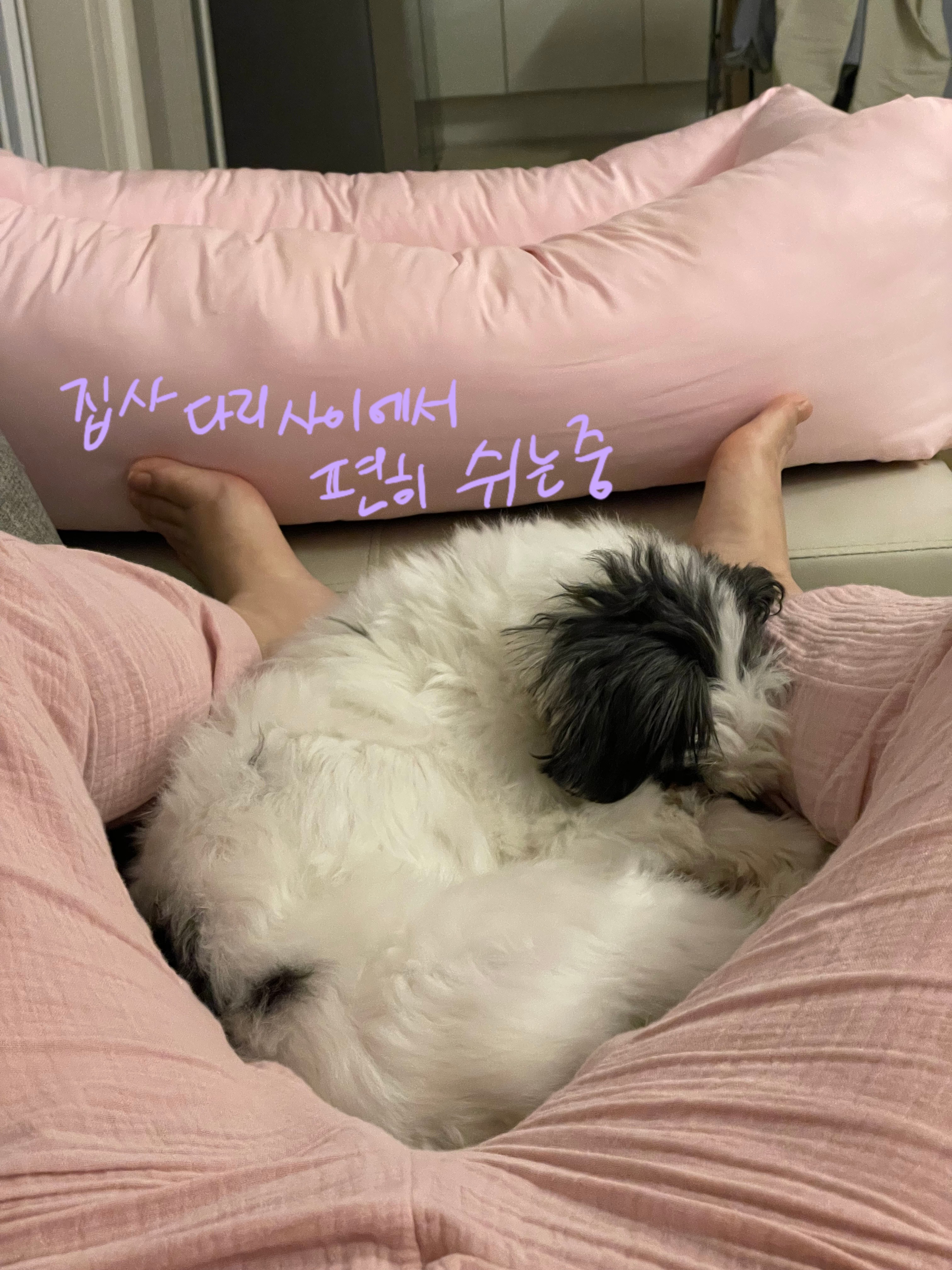 저희 집 영애님 샬롯(포아)의 한달 후기 입니다