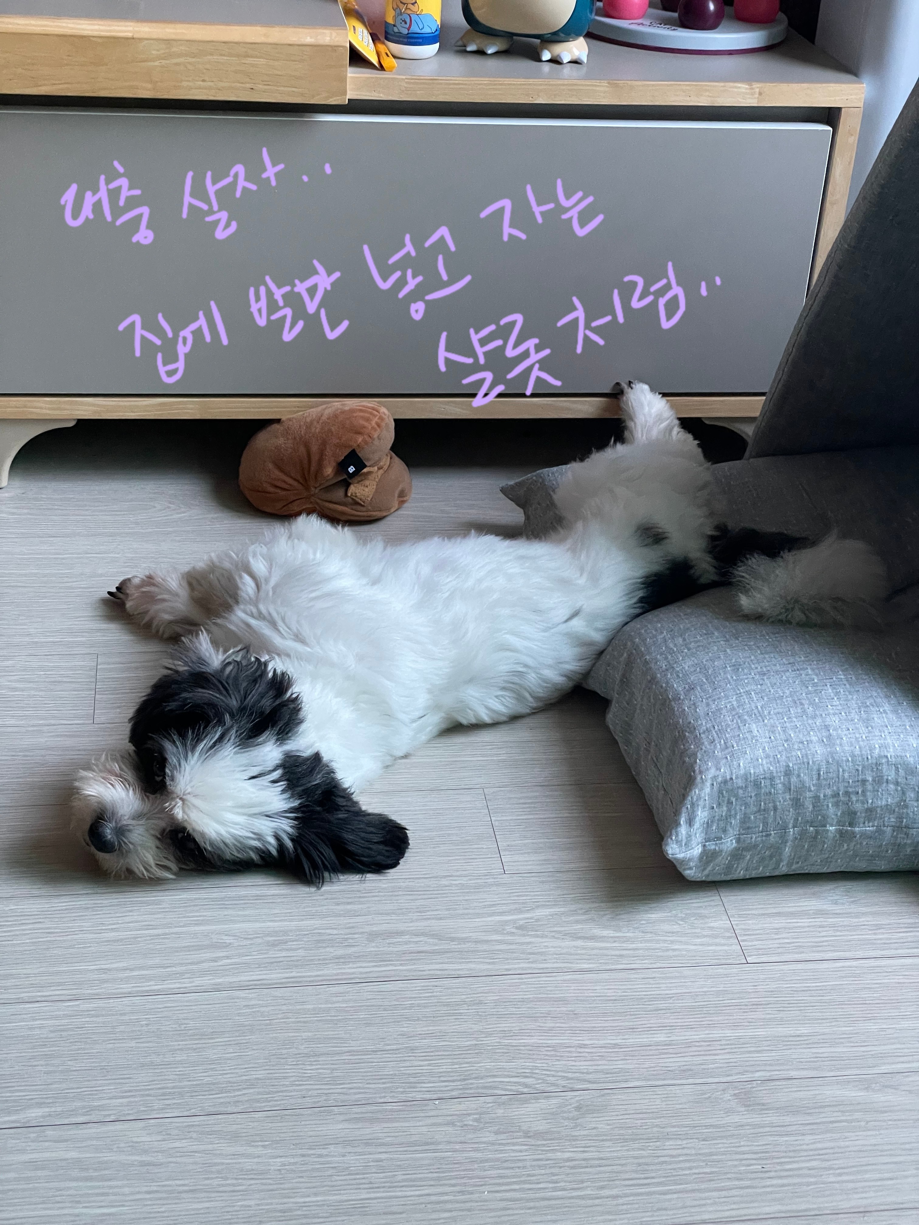 저희 집 영애님 샬롯(포아)의 한달 후기 입니다