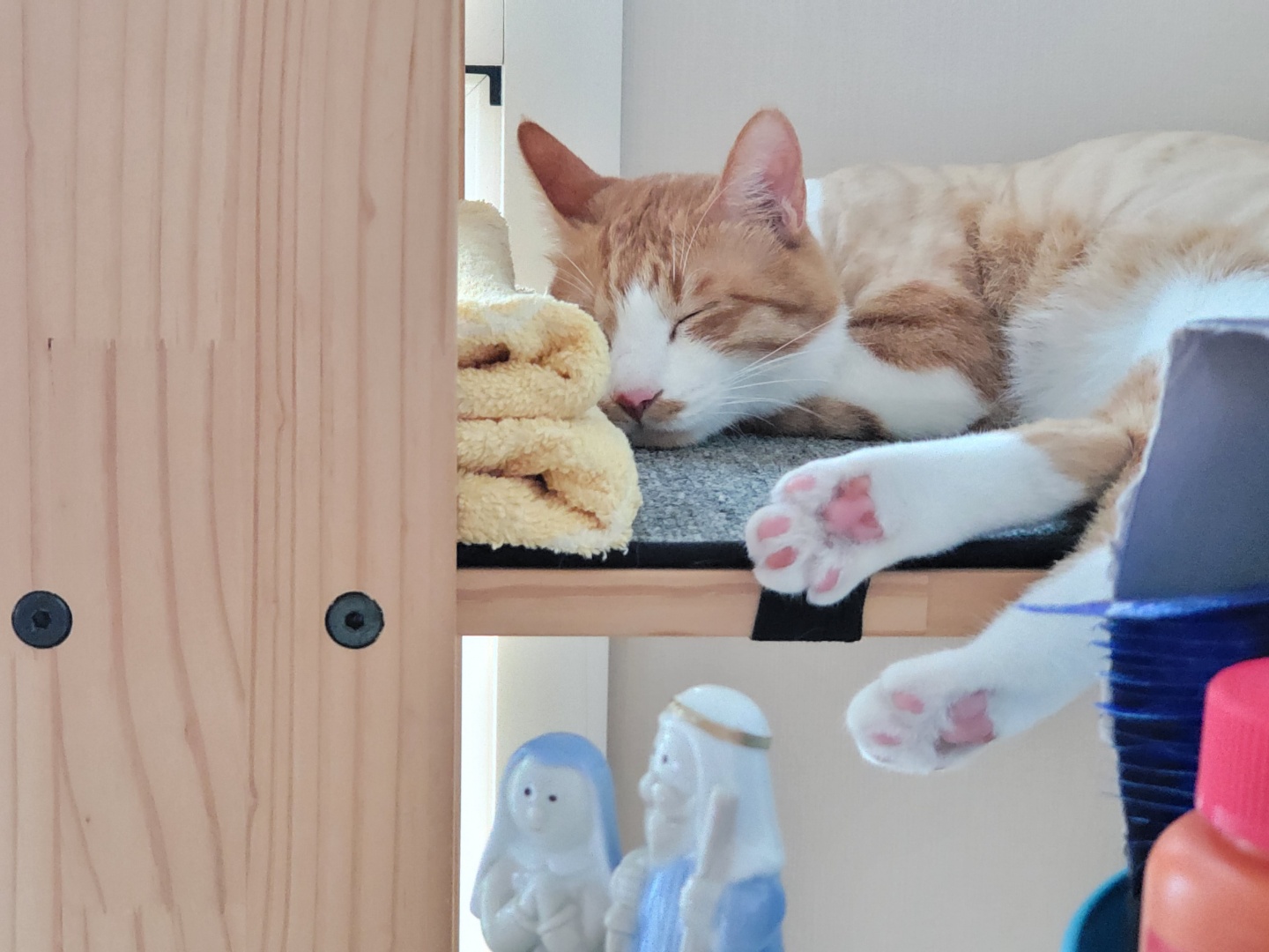 가티(소나) 입양후기 