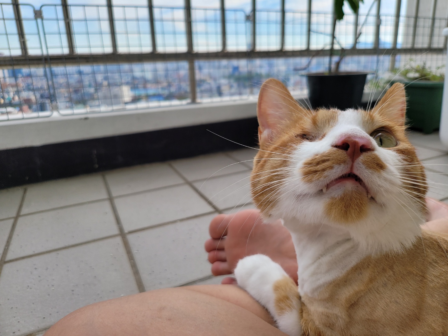 가티(소나) 입양후기 