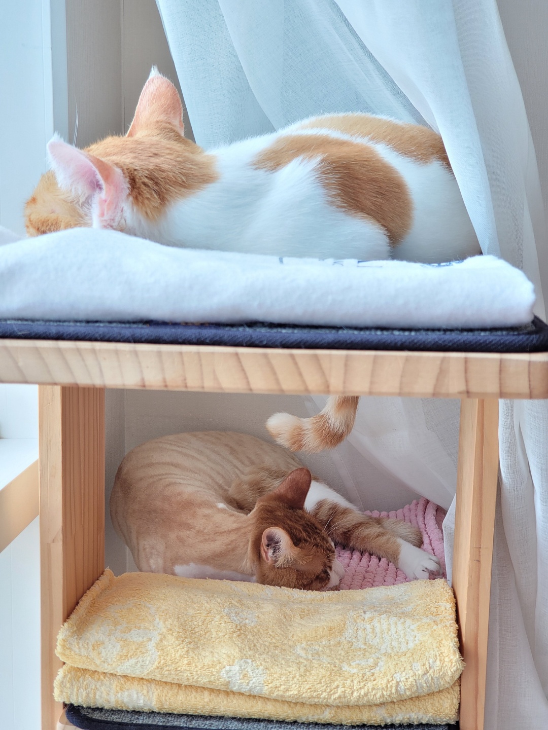 가티(소나) 입양후기 