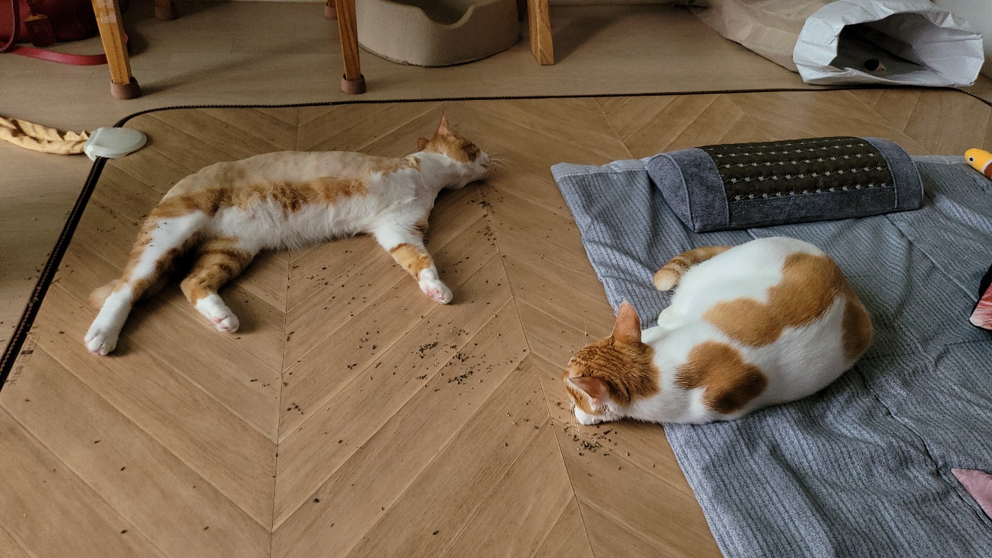 가티(소나) 입양후기 