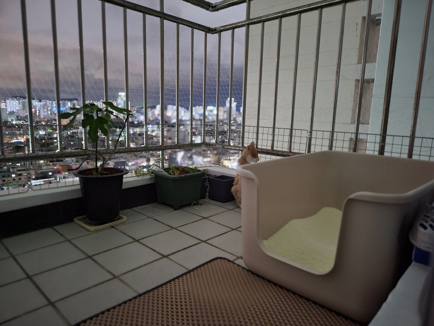 가티(소나) 입양후기 