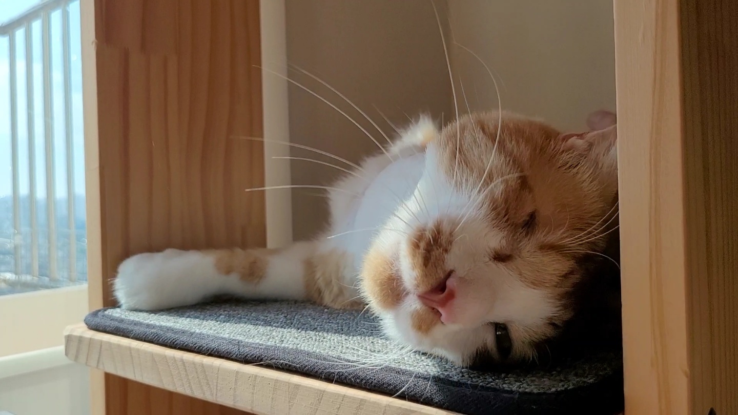 가티(소나) 입양후기 