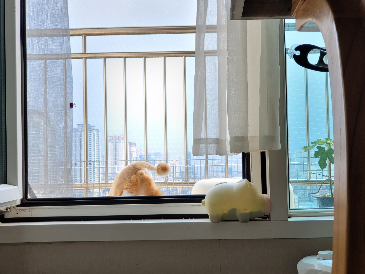 가티(소나) 입양후기 