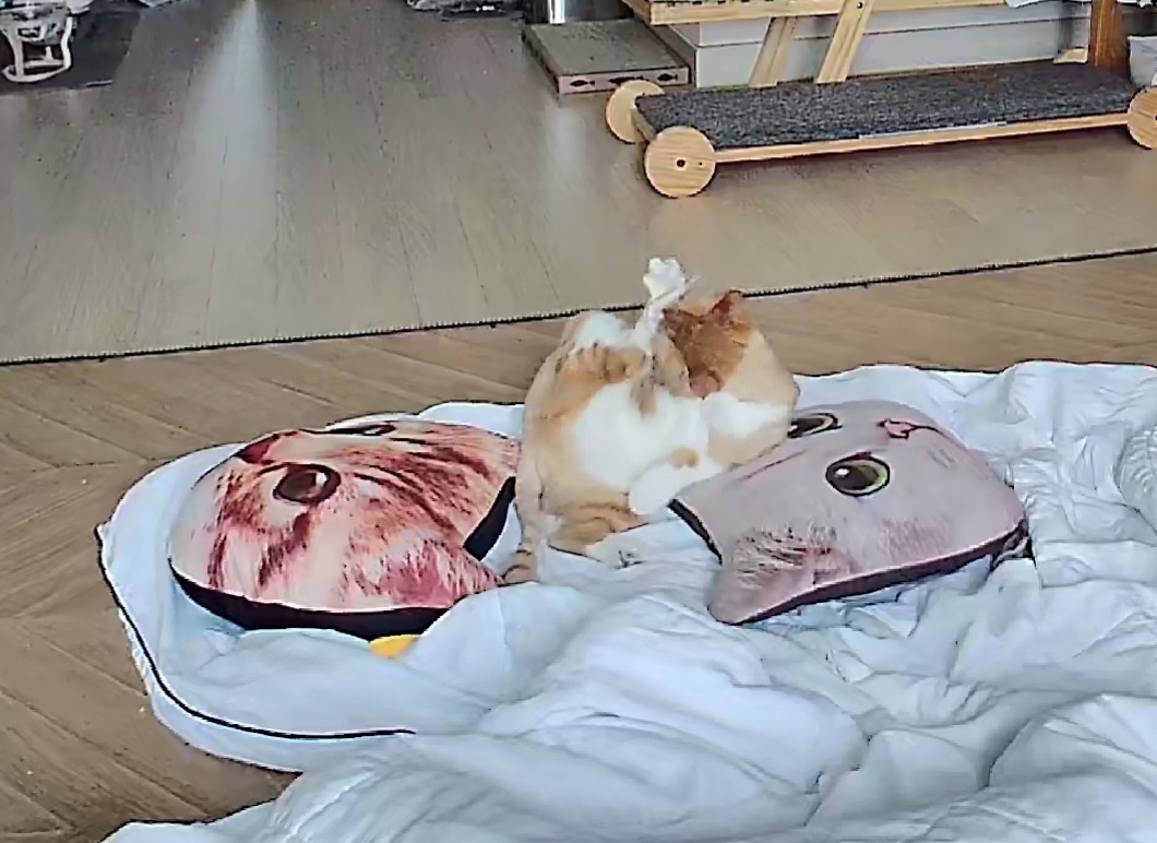 가티(소나) 입양후기 