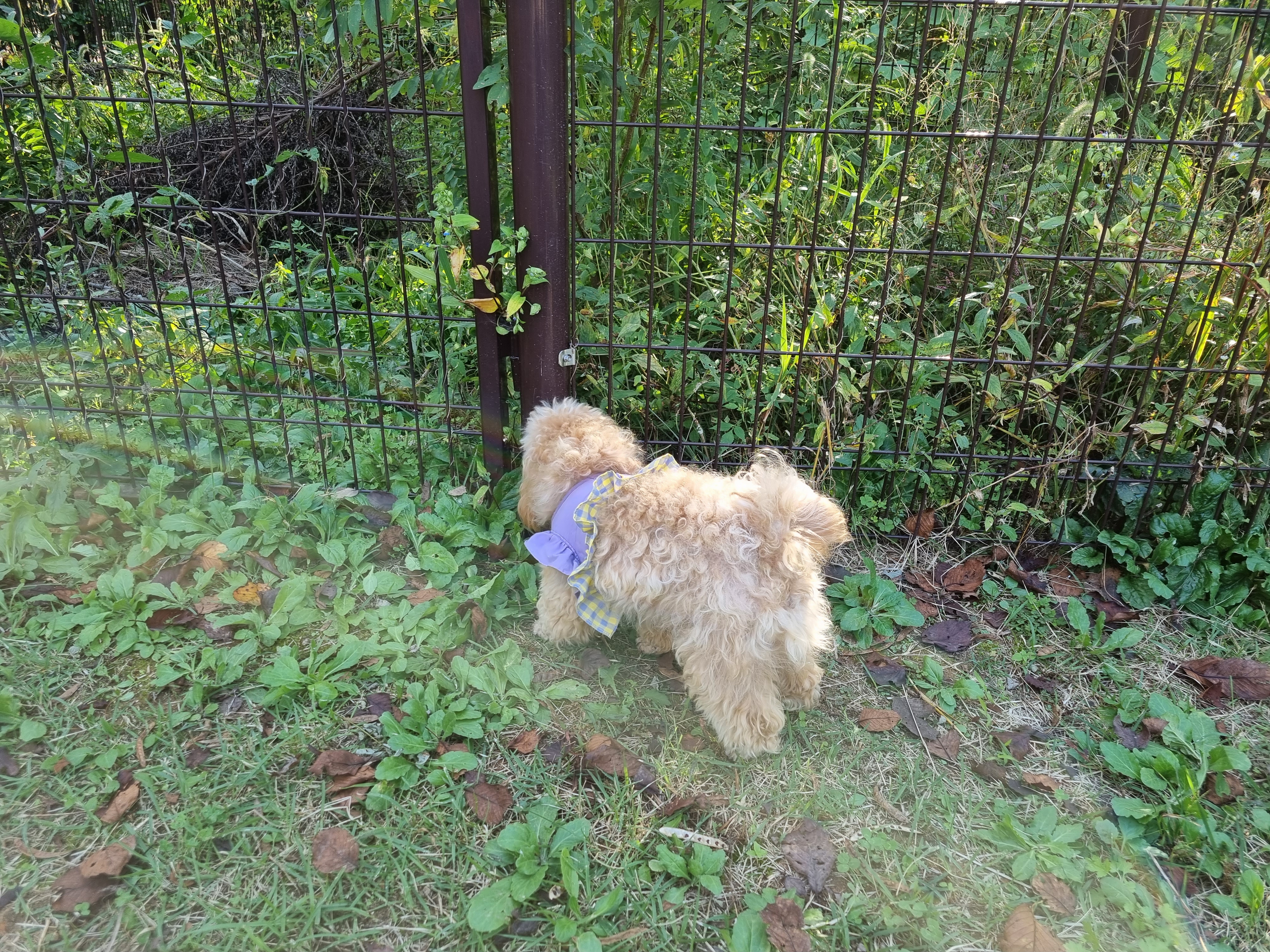 감자의 일상(두번째 일기)