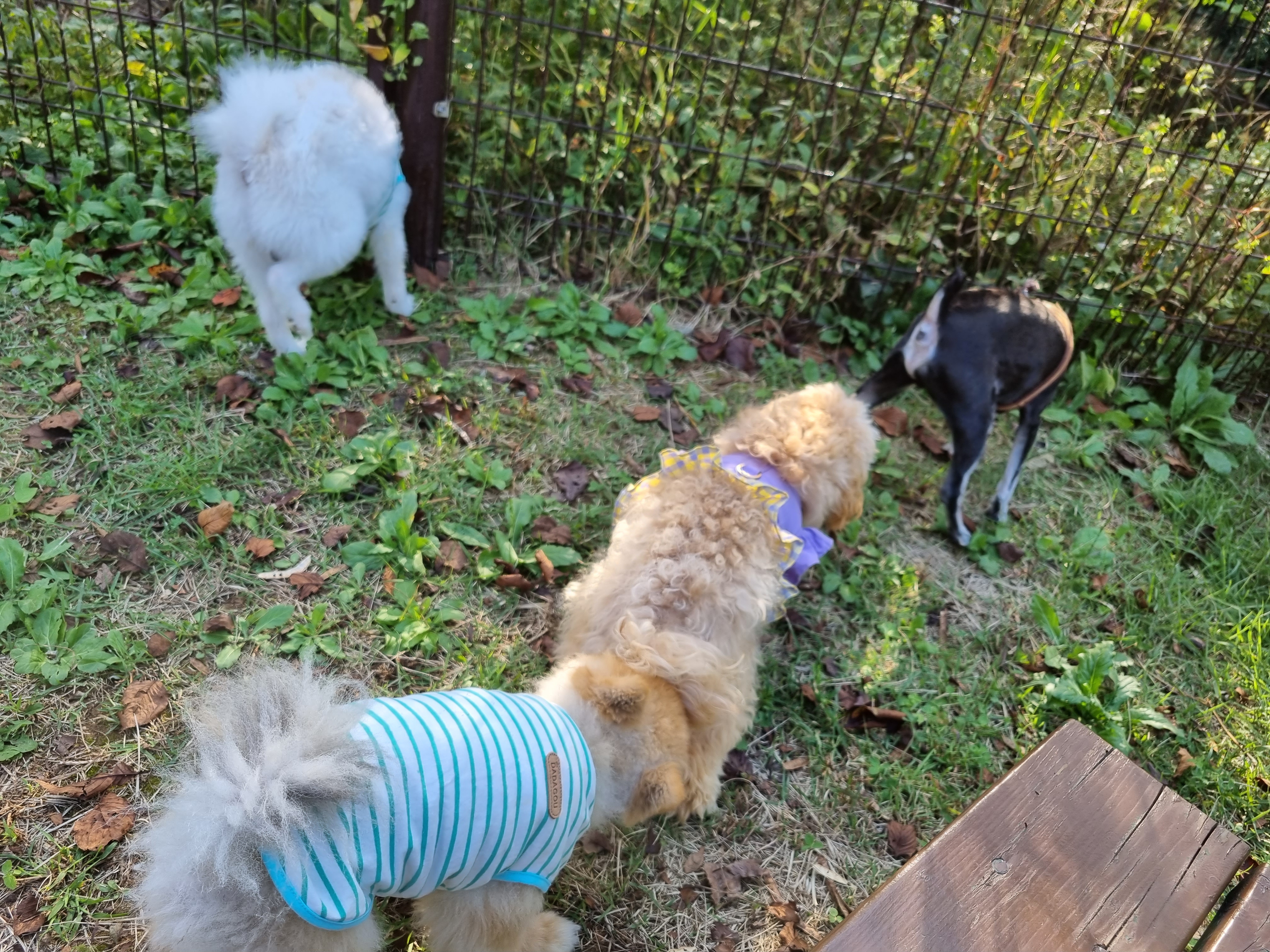 감자의 일상(두번째 일기)