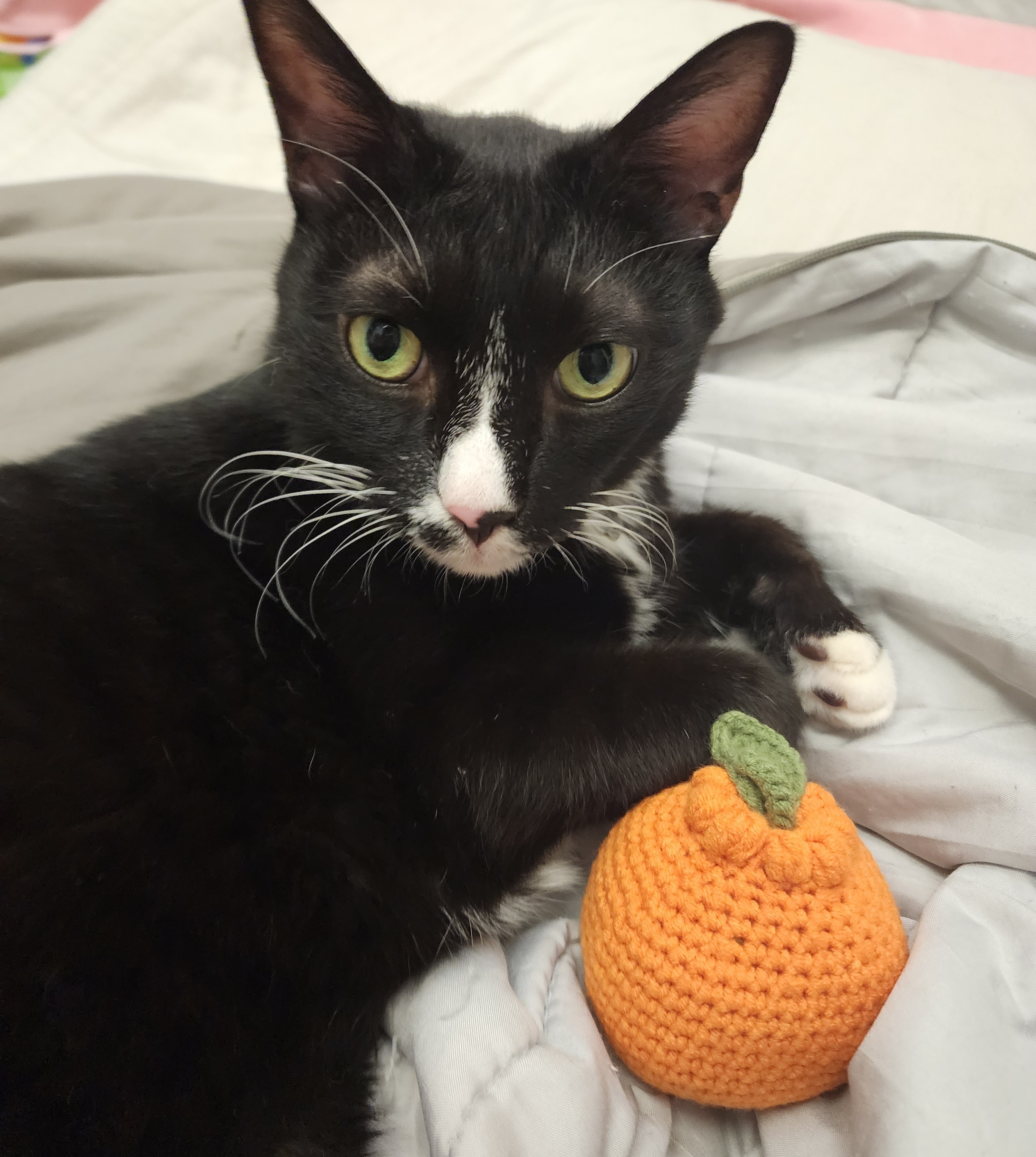 흰 양말 버찌 입양 전제 임보 한달 후기!