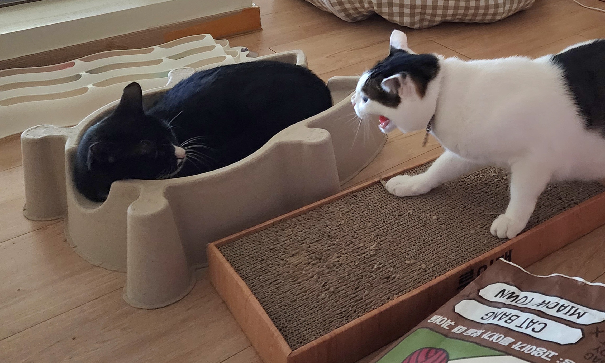 흰 양말 버찌 입양 전제 임보 한달 후기!