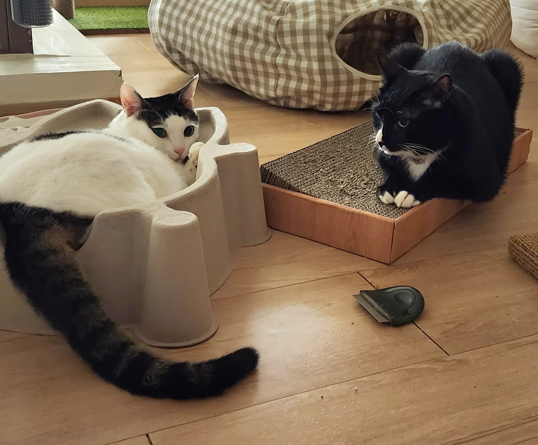 흰 양말 버찌 입양 전제 임보 한달 후기!