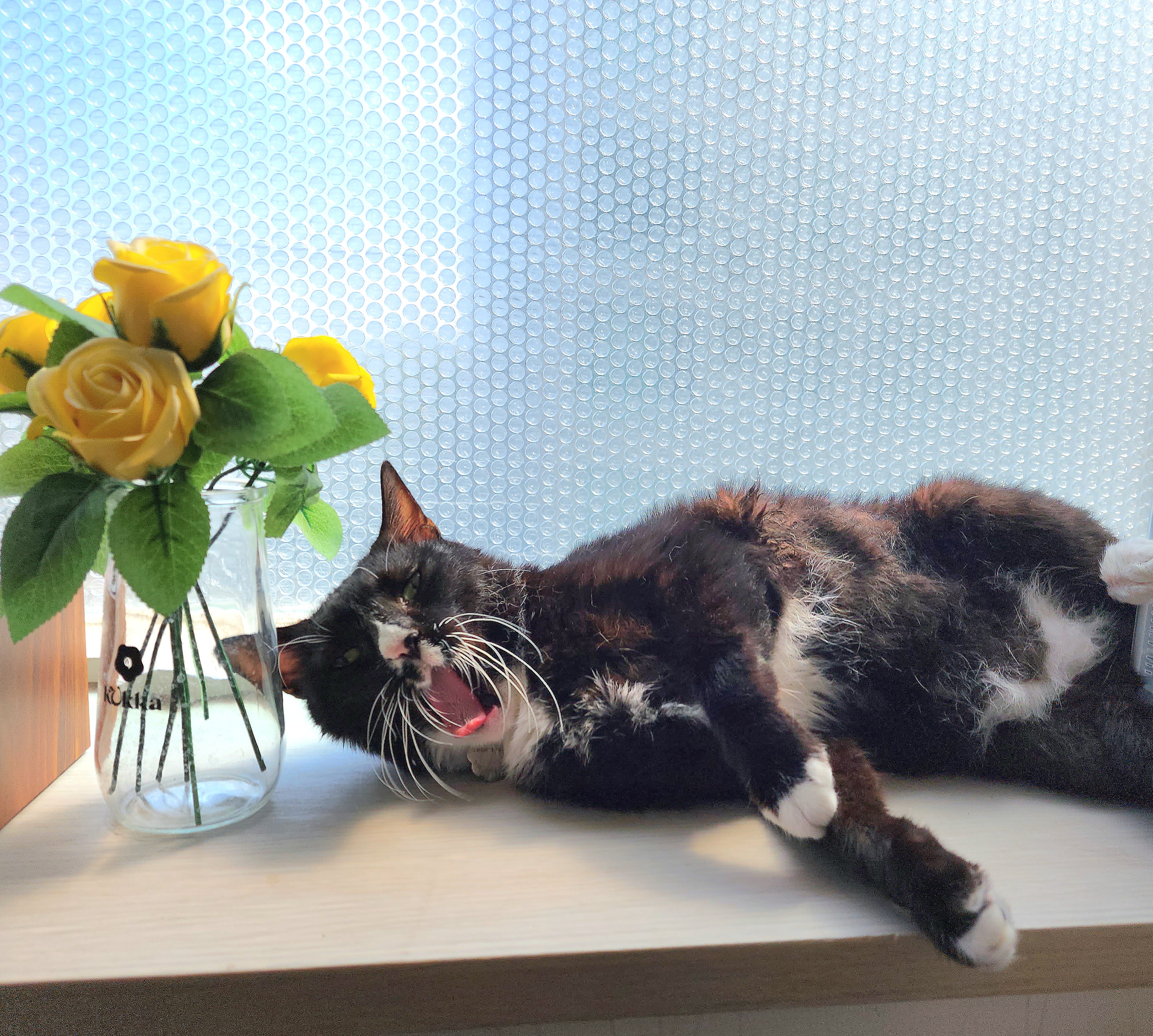 흰 양말 버찌 입양 전제 임보 한달 후기!