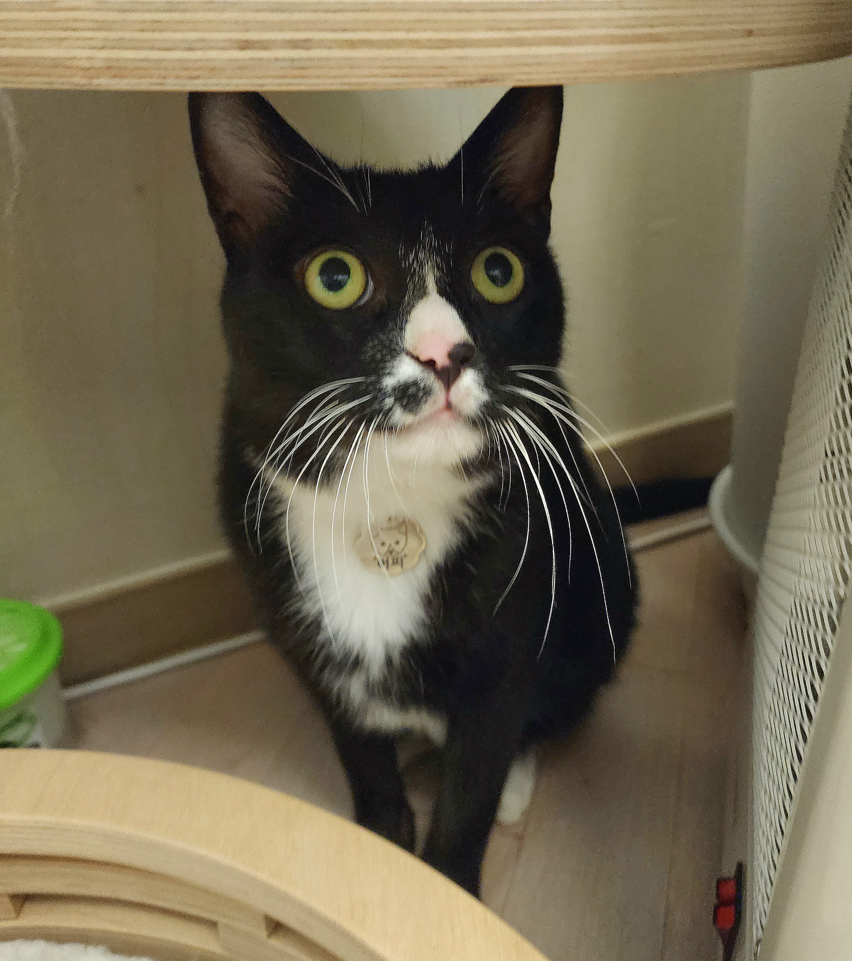 흰 양말 버찌 입양 전제 임보 한달 후기!