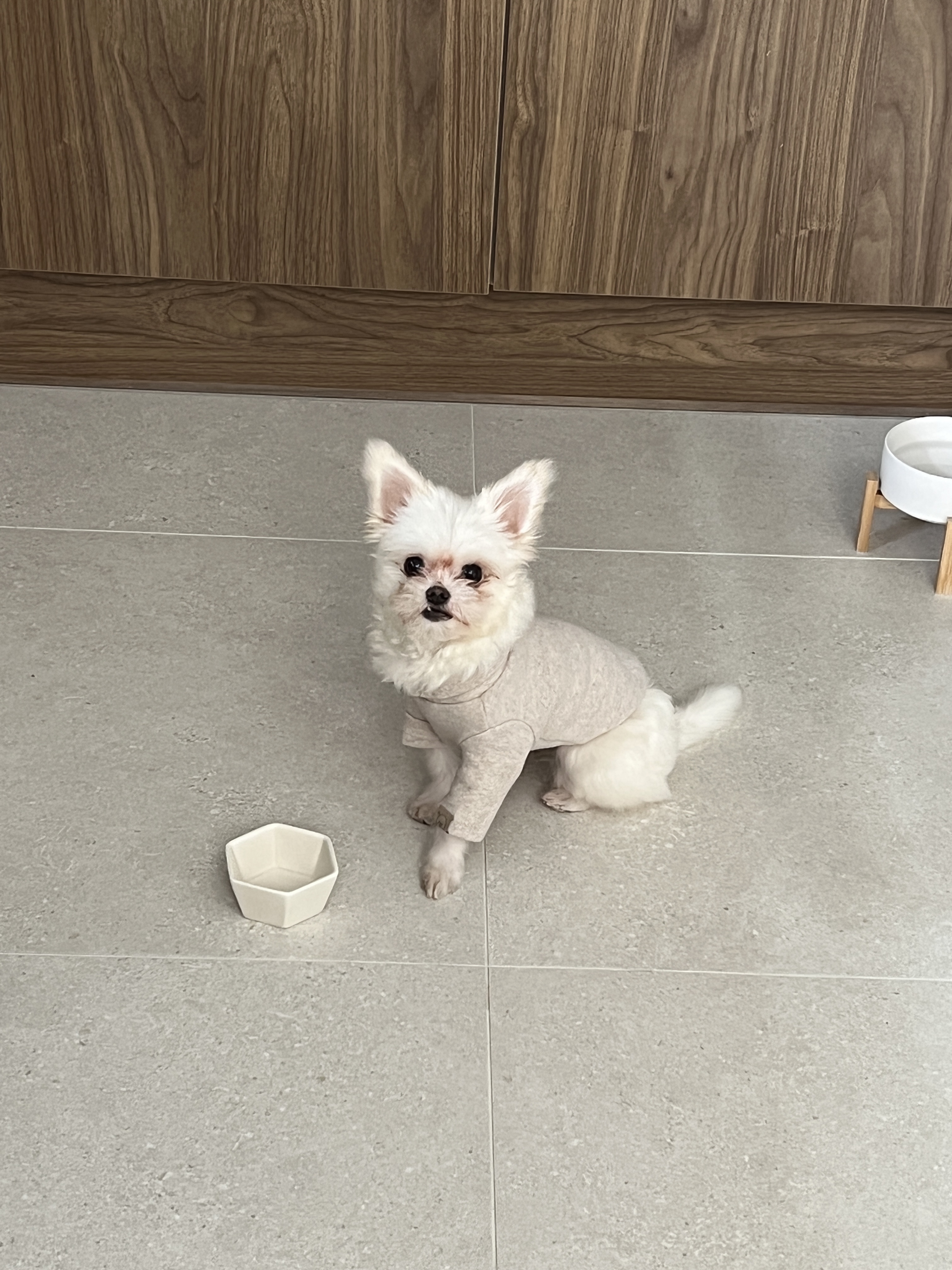 아산 가희(나엘) 임보 두달째