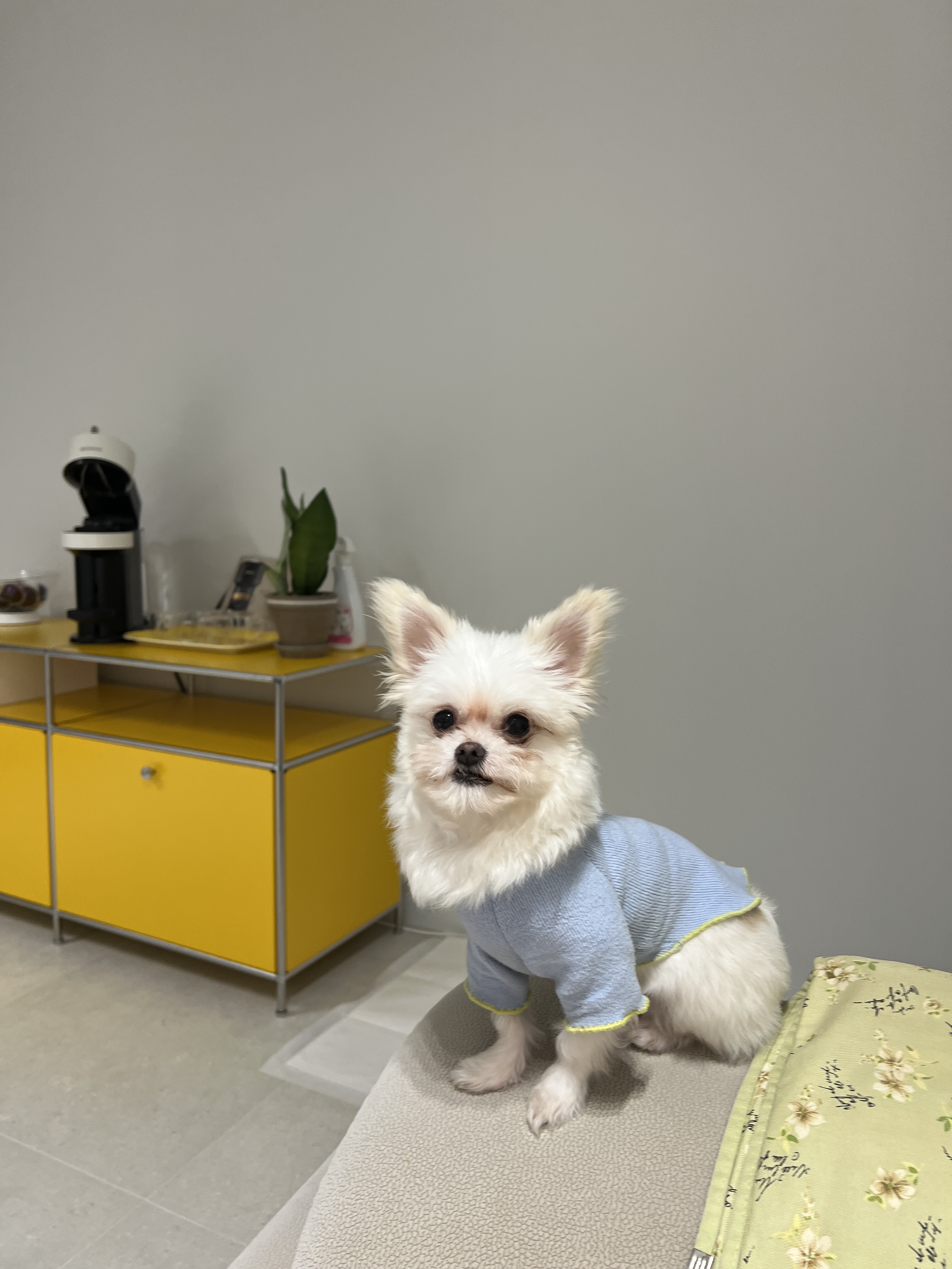 아산 가희(나엘) 임보 두달째