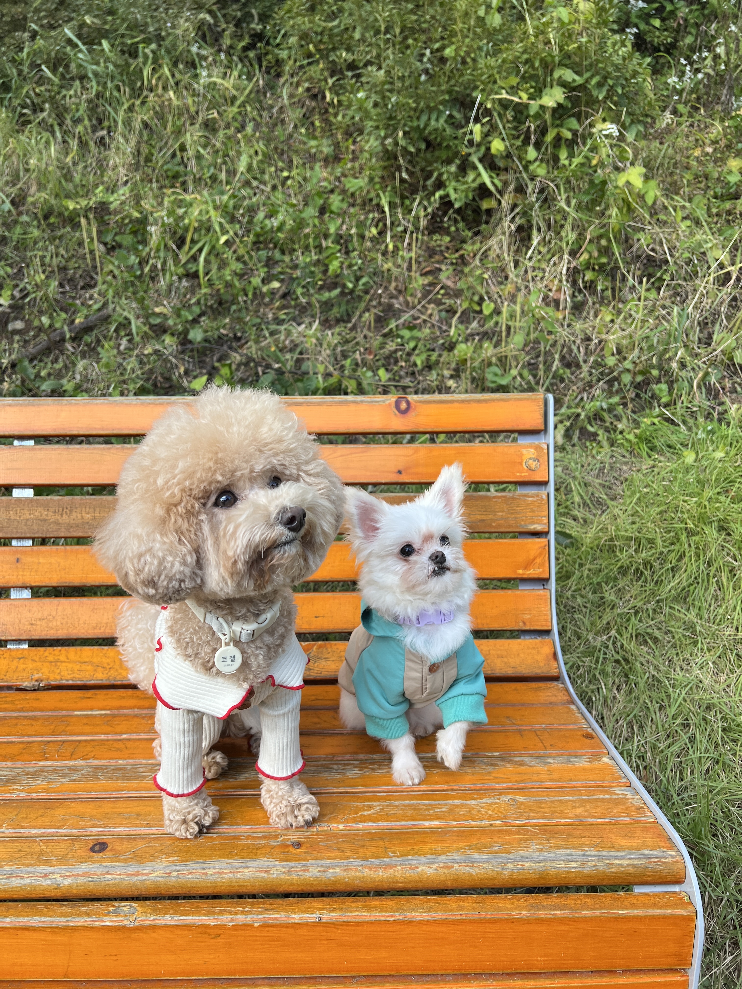 아산 가희(나엘) 임보 두달째