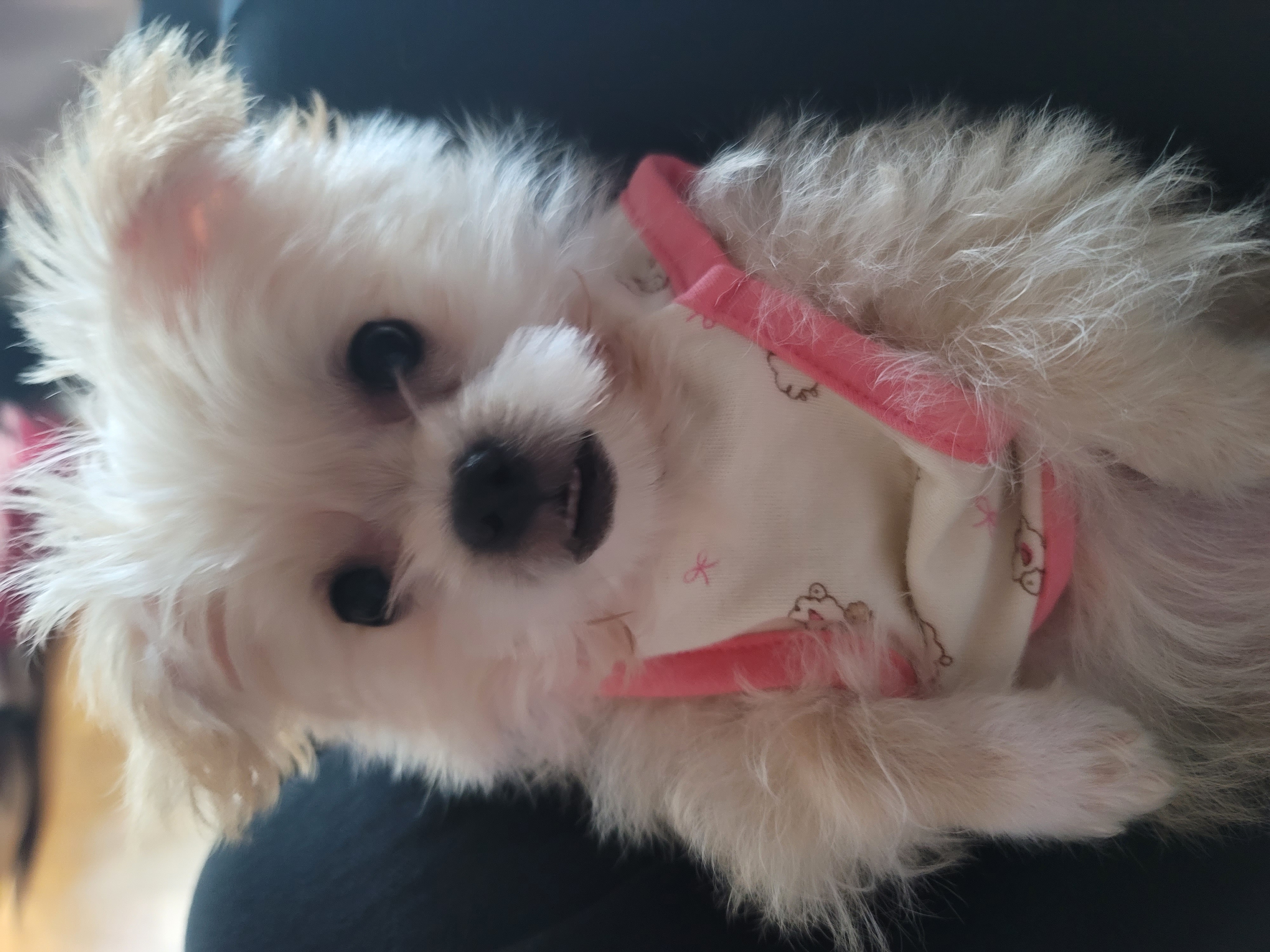 엘디 입양 일주일 후기♡