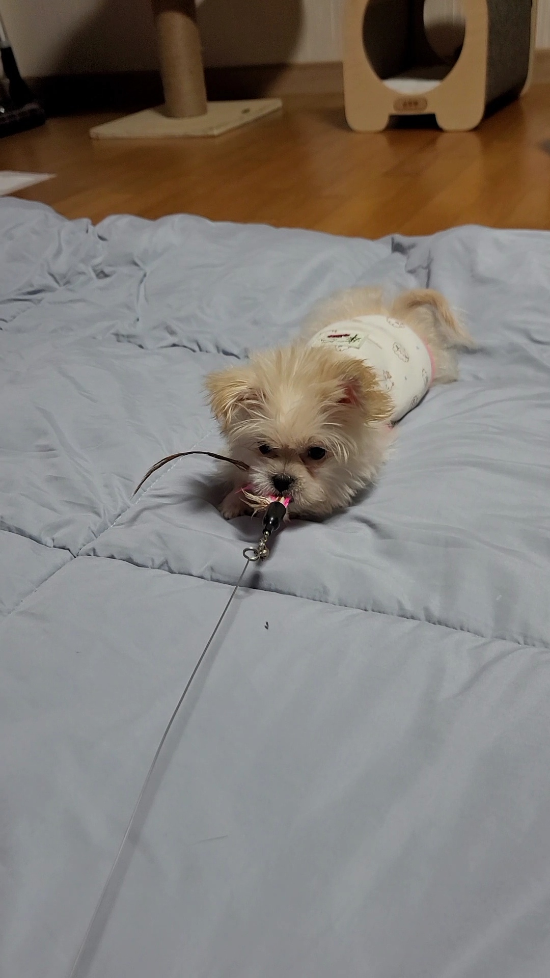 엘디 입양 일주일 후기♡