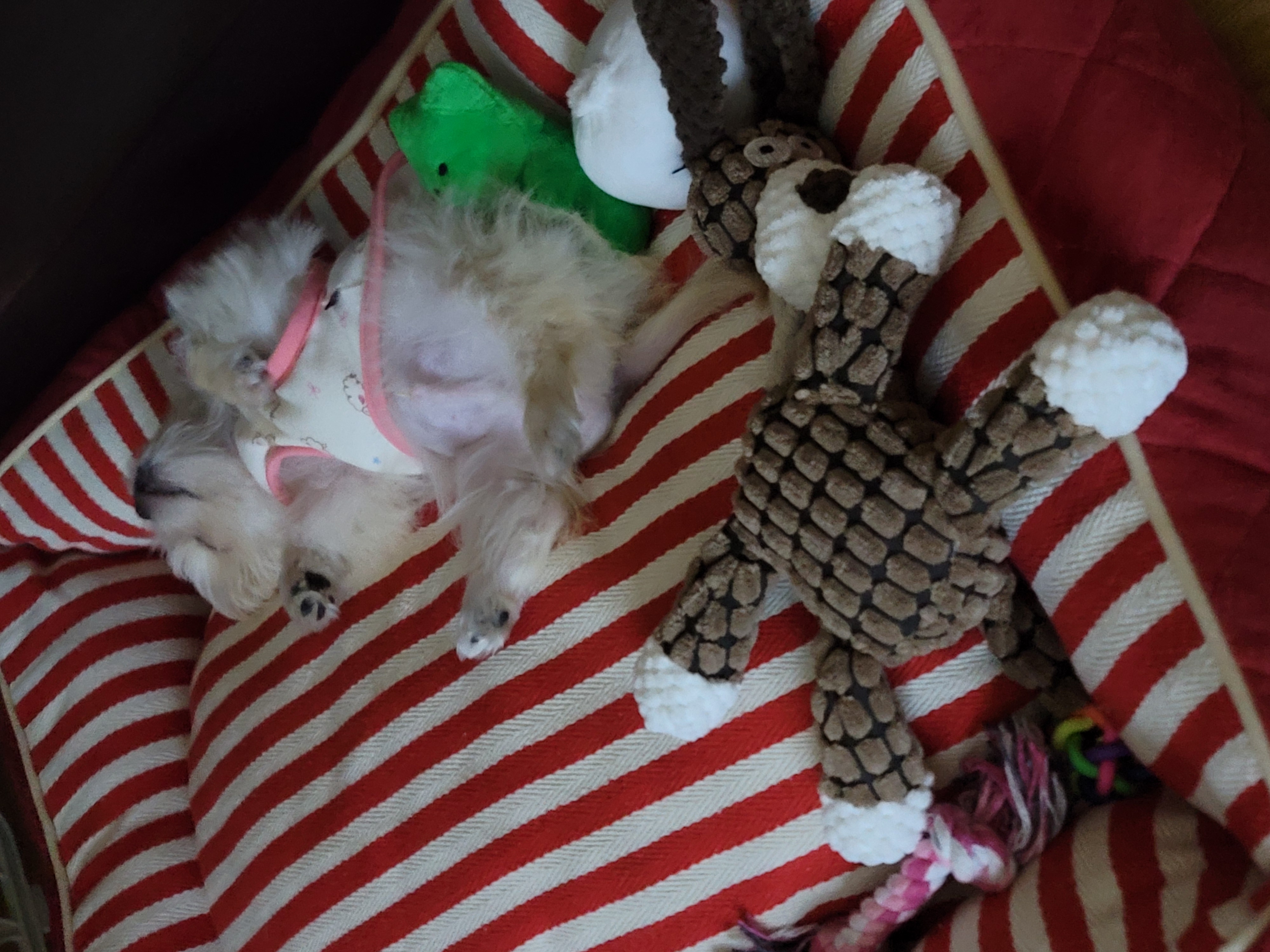 엘디 입양 일주일 후기♡