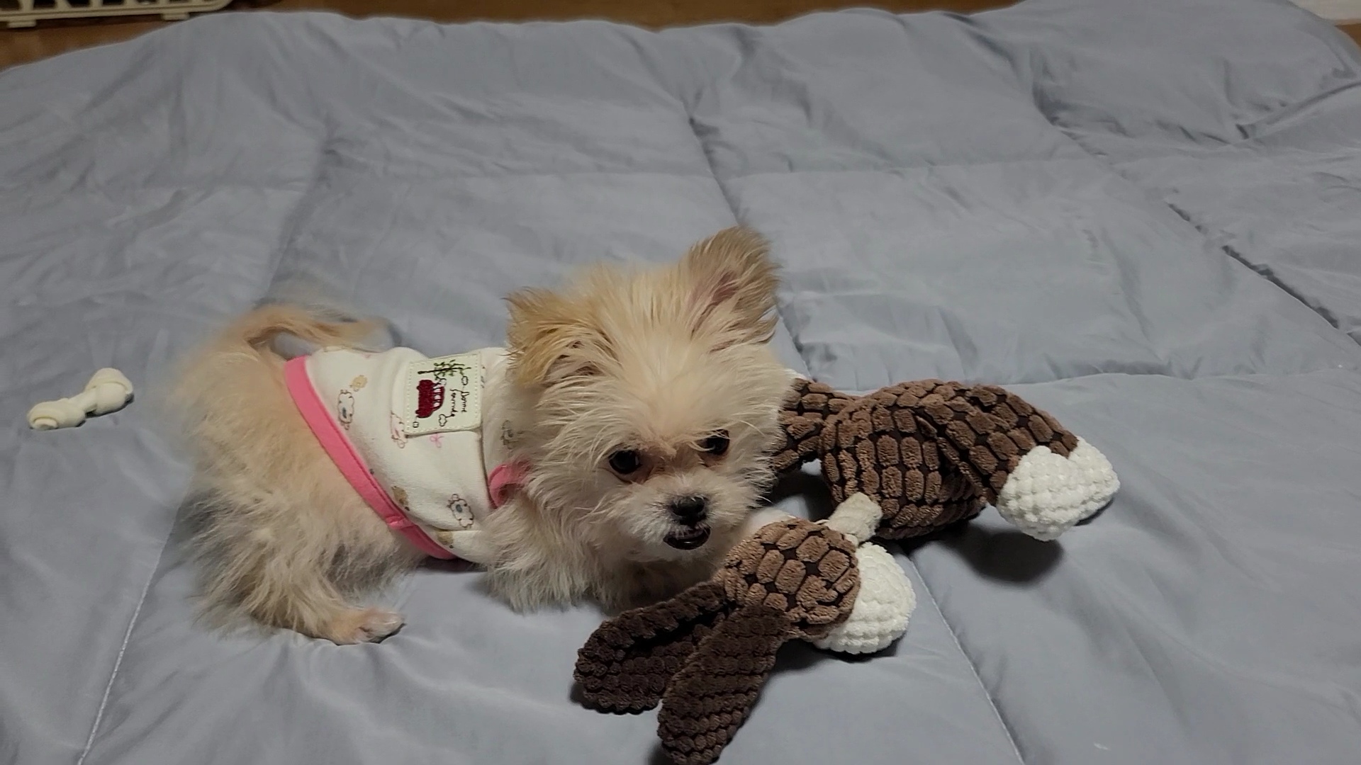 엘디 입양 일주일 후기♡