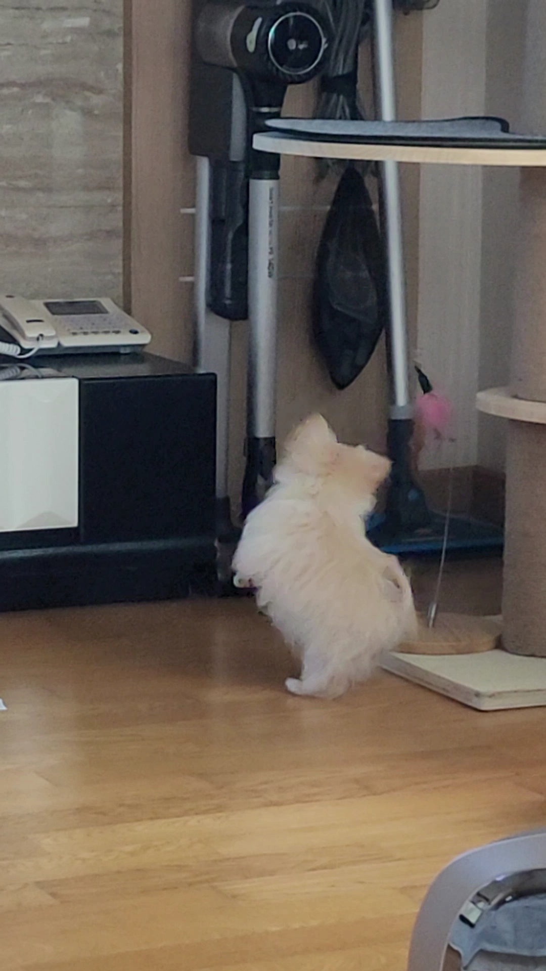 엘디 입양 일주일 후기♡