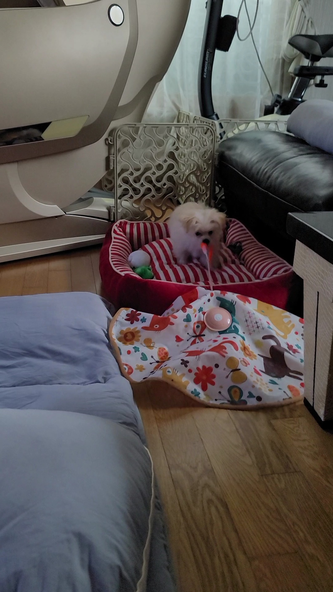 엘디 입양 일주일 후기♡