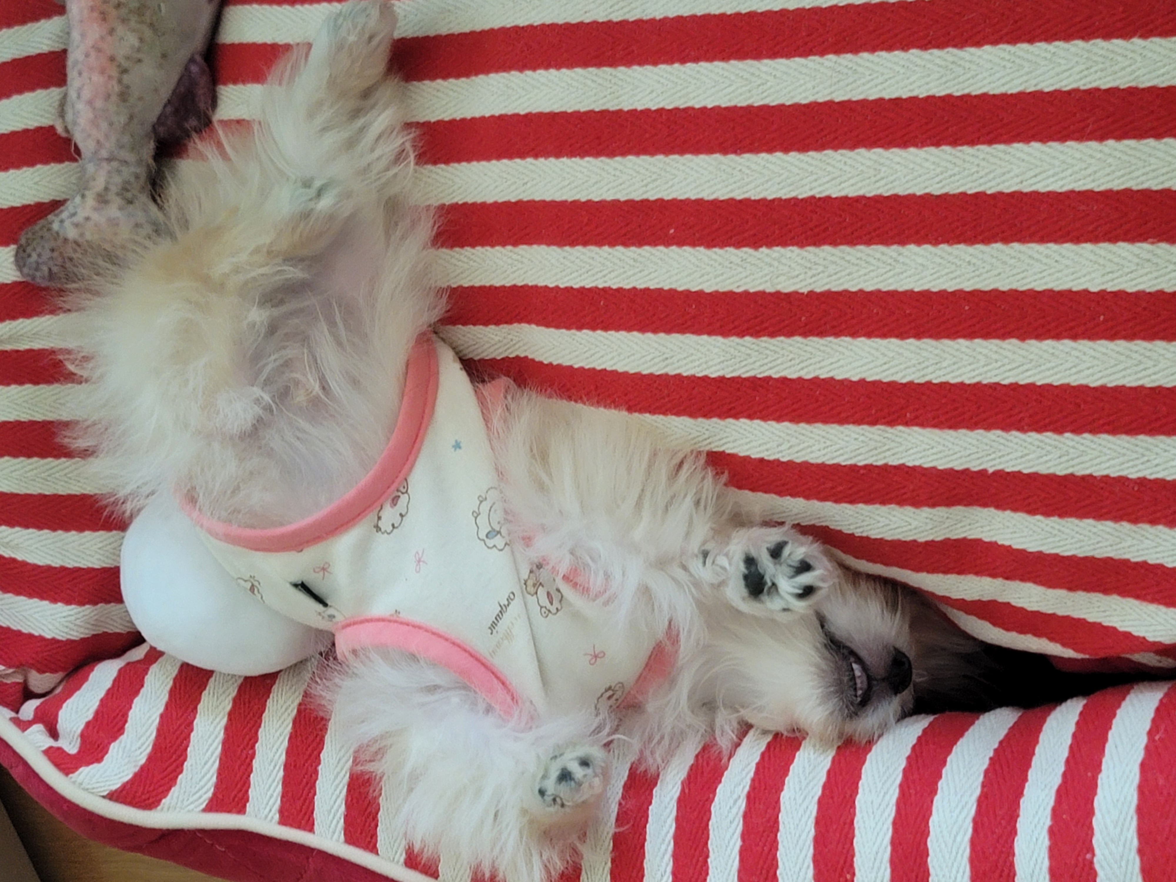 엘디 입양 일주일 후기♡