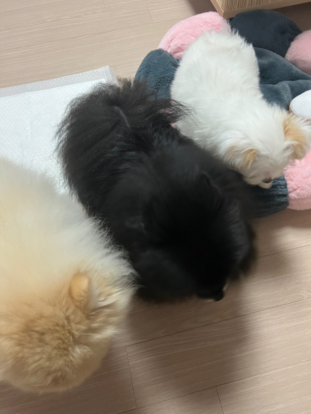 아츄(아투) 입양 1주일차 후기!