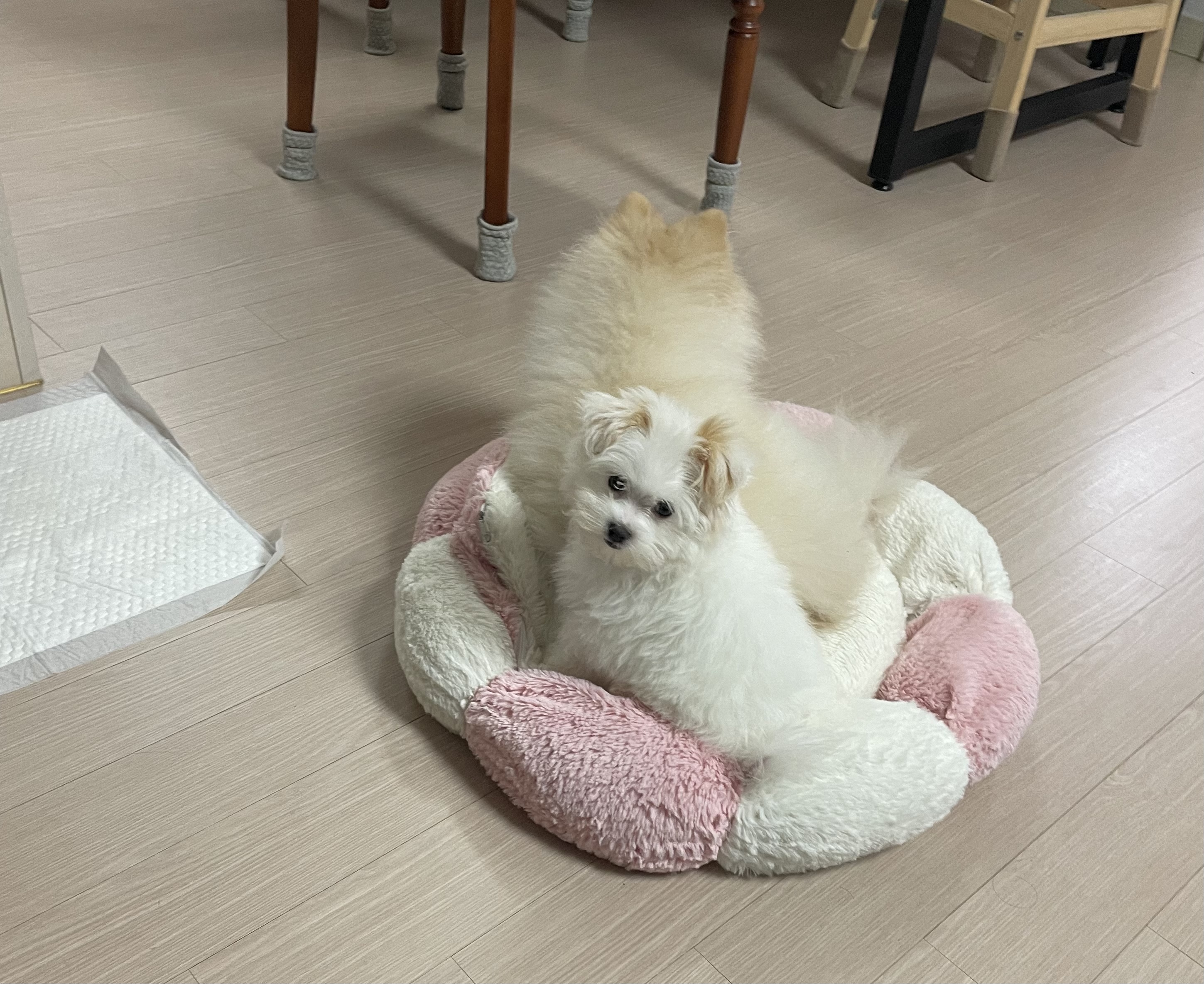 아츄(아투) 입양 1주일차 후기!