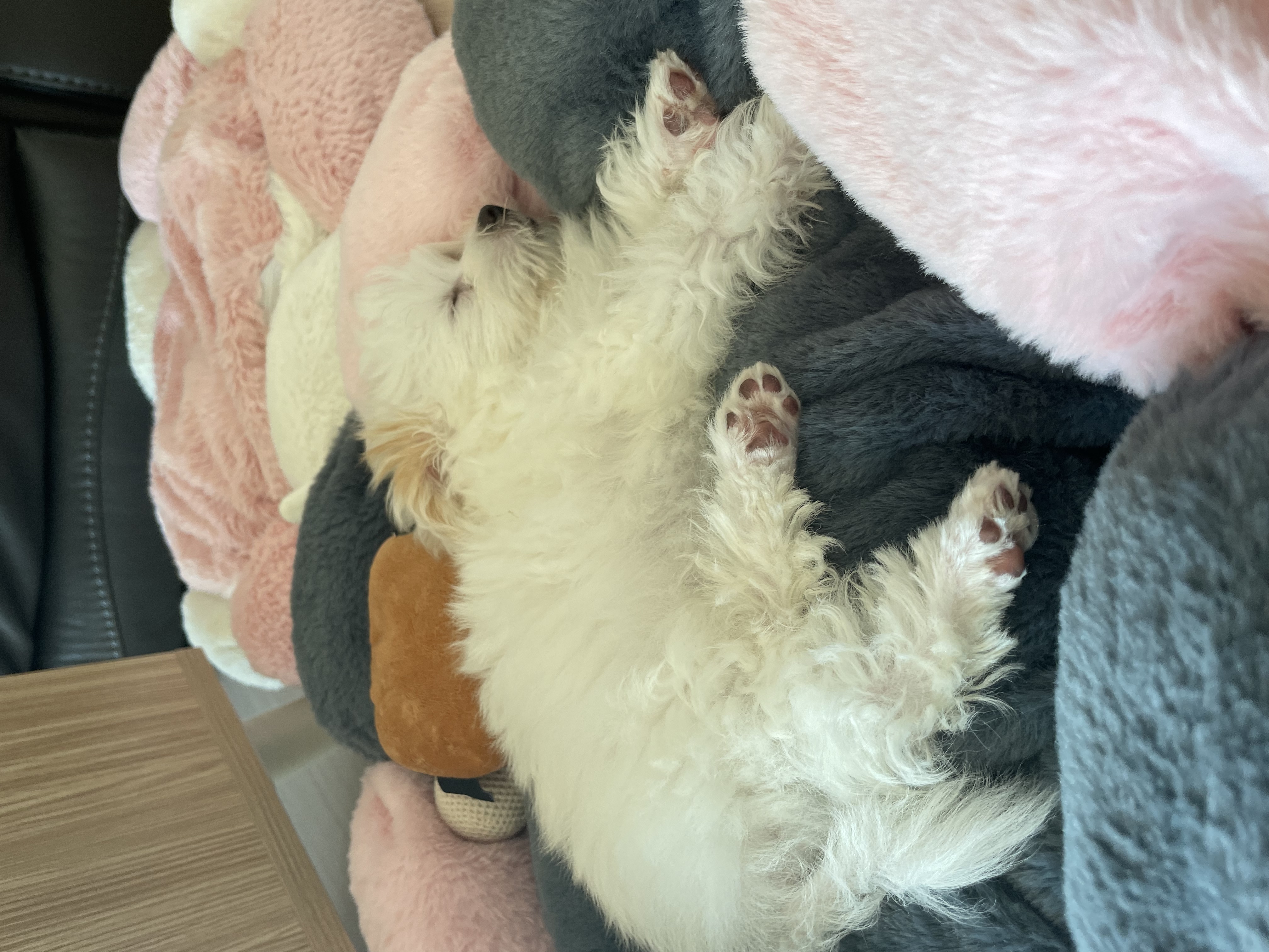 아츄(아투) 입양 1주일차 후기!