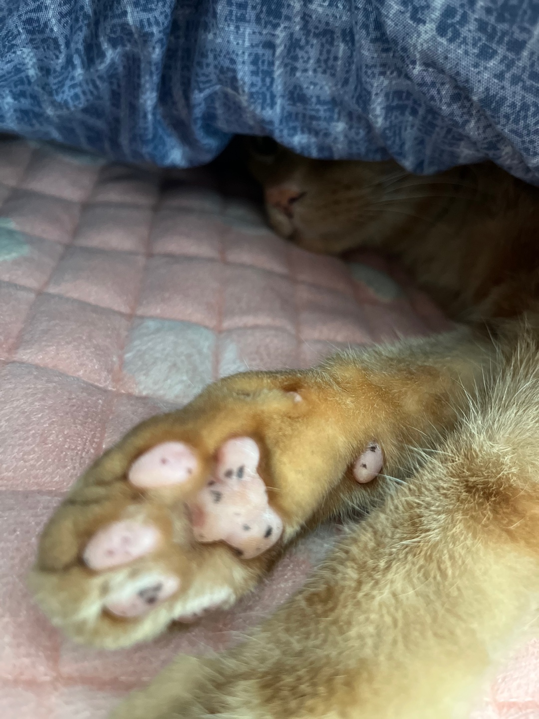 용식이 입양한달