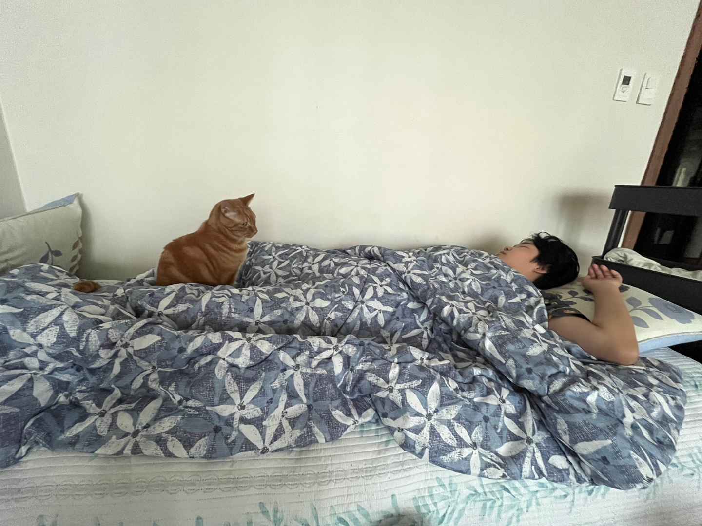 용식이 입양한달