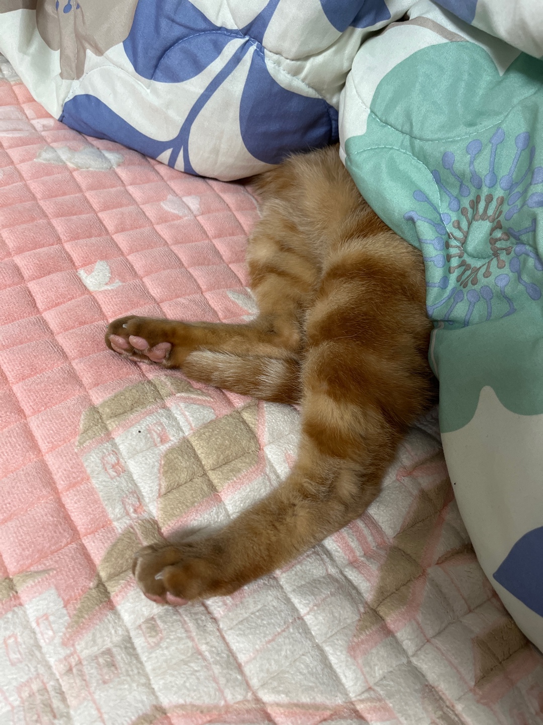 용식이 입양한달