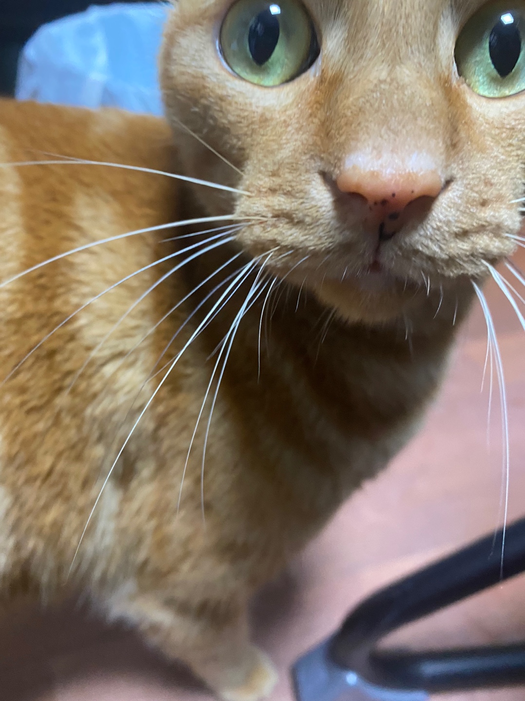 용식이 입양한달