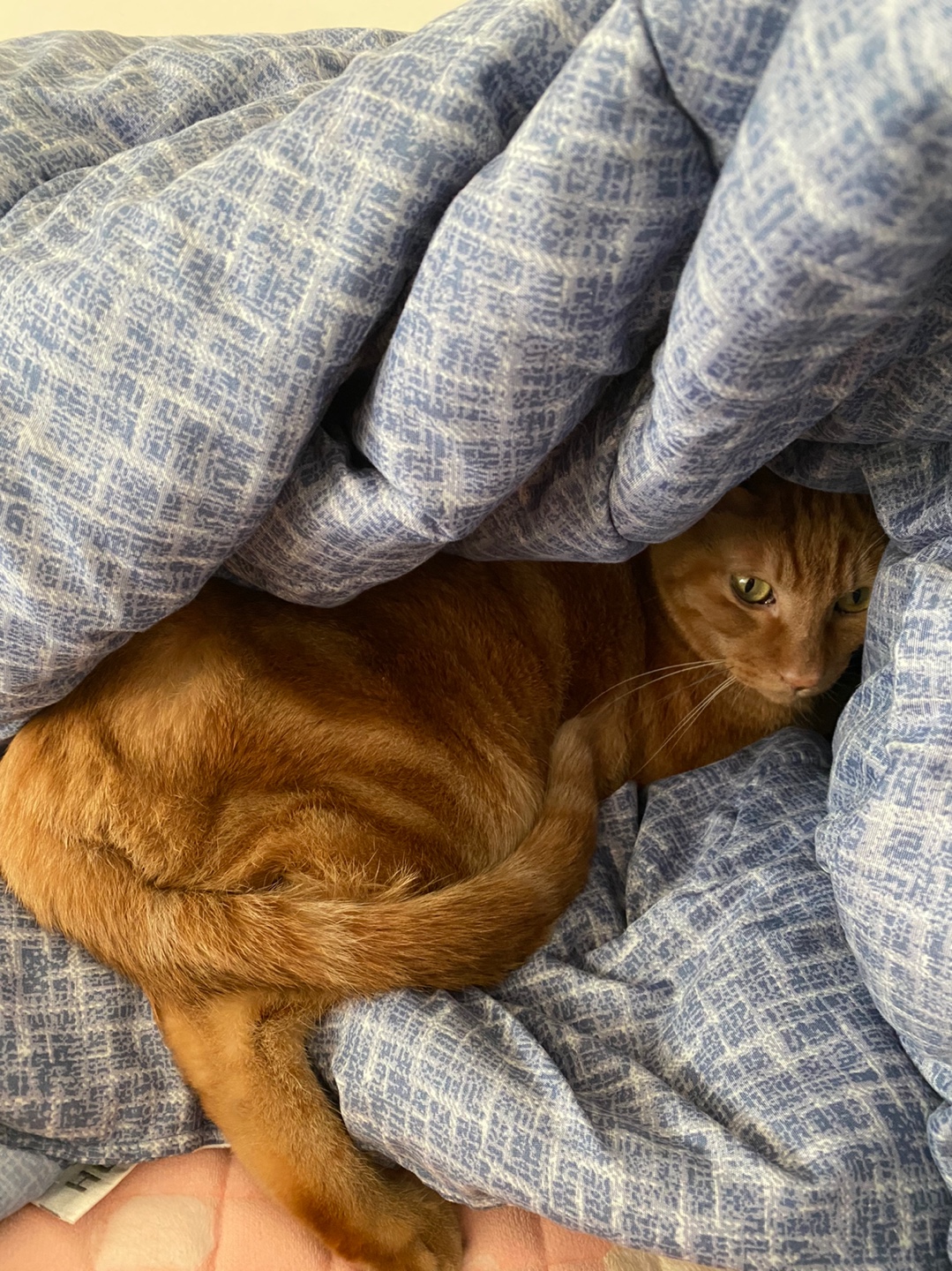 용식이 입양한달