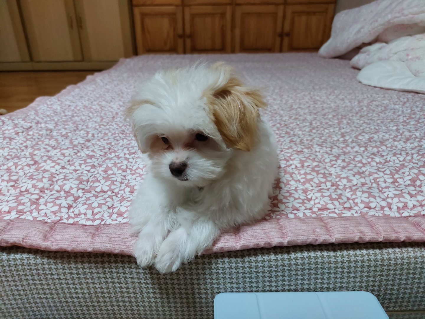 가을이 입양 일주일째에요