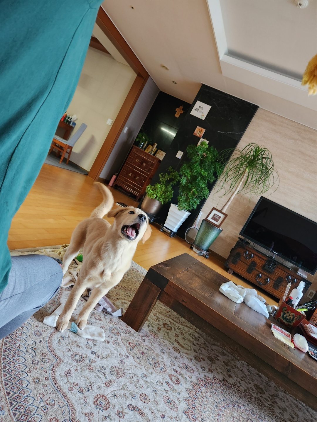 미카(사온이) 한달 후기